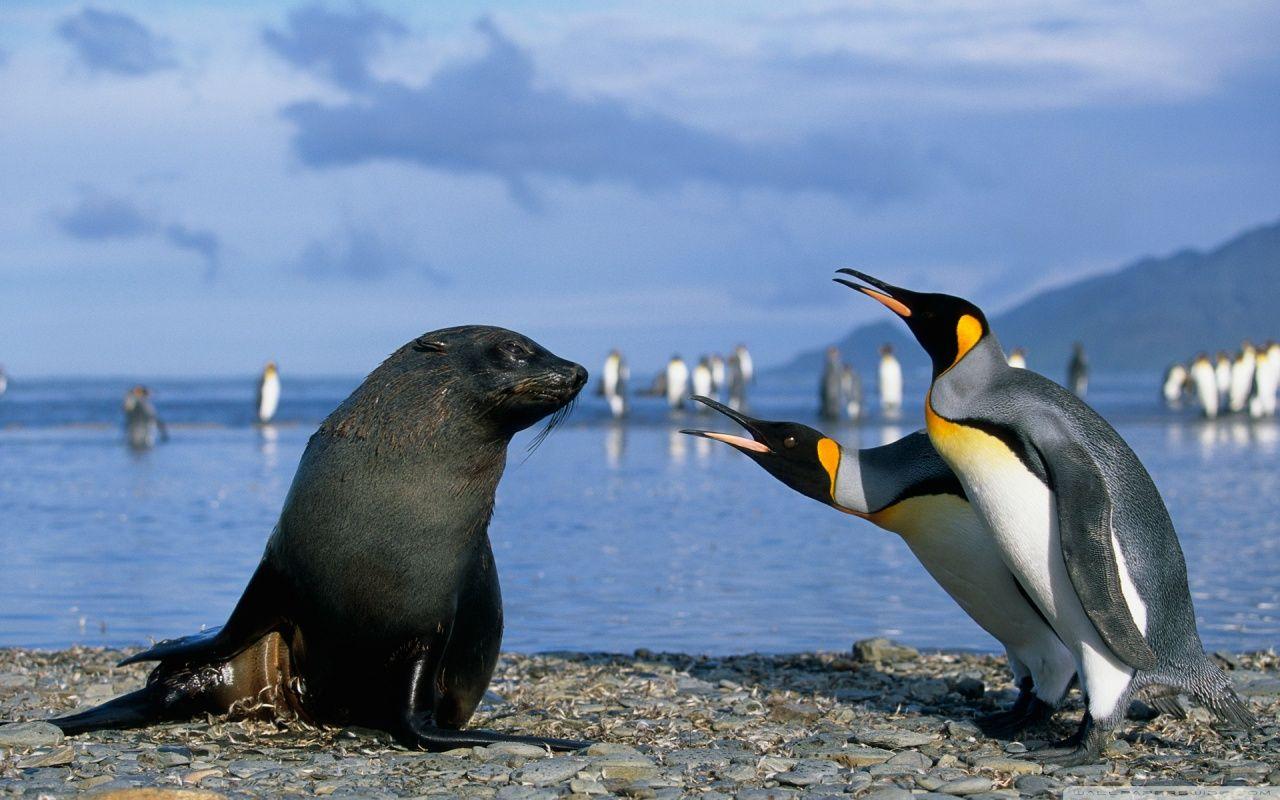 Two King Penguins And A Seal, Antarctica HD desktop wallpaper