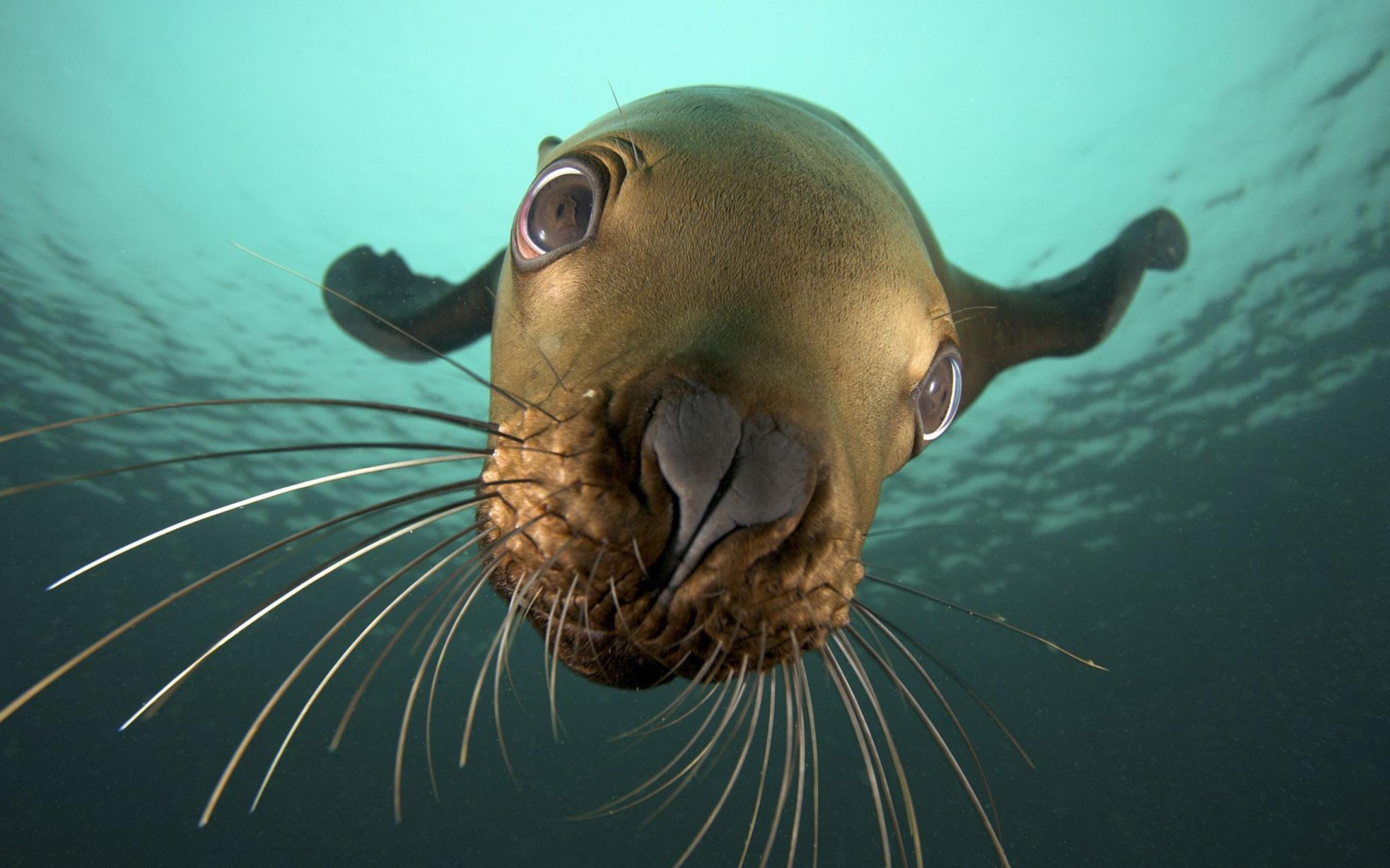 Seal Wallpapers Wallpaper Cave