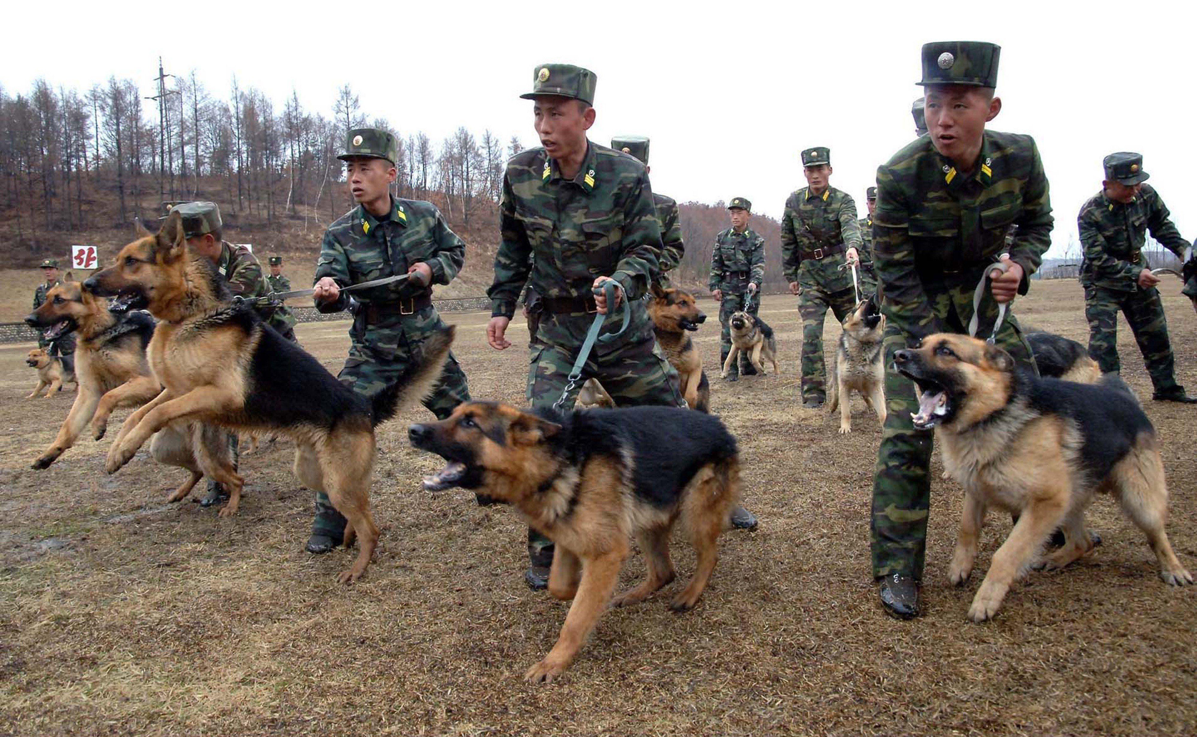 North Korea Soldiers Troops Dogs Military Army 4000x2464 Wallpaper