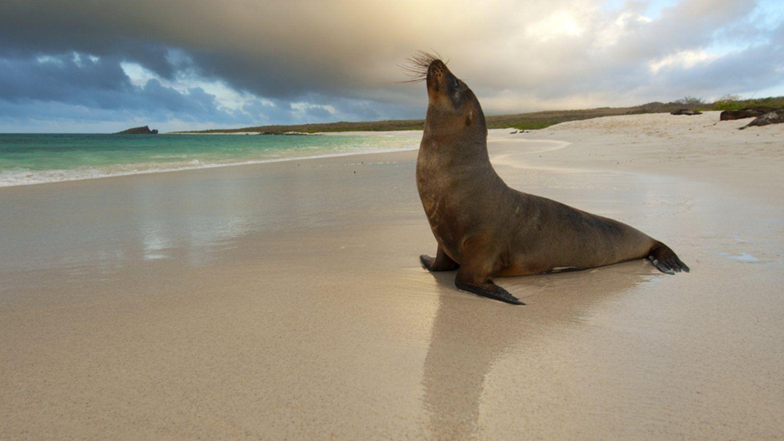 Sea Lion HD Wallpaper and Background Image