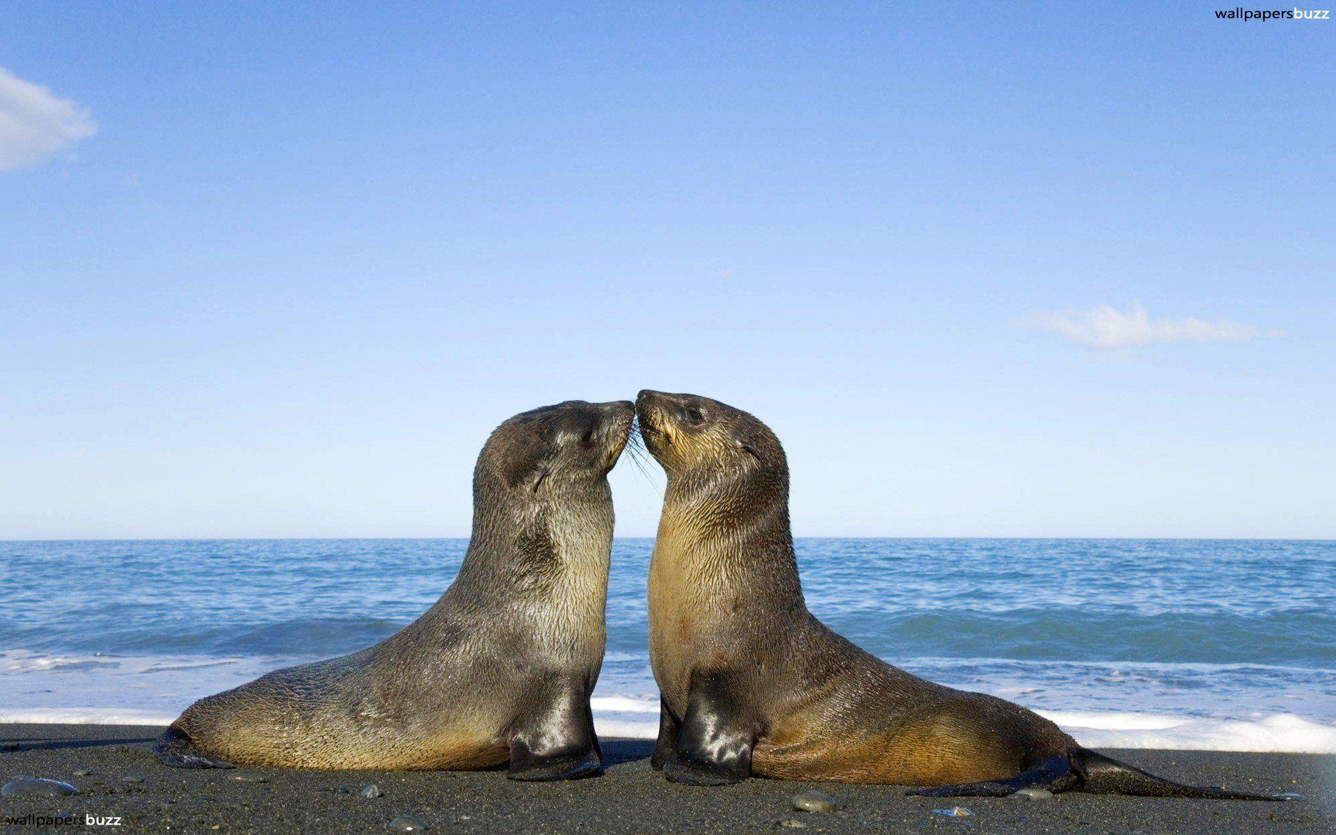 Two seals kissing HD Wallpaper