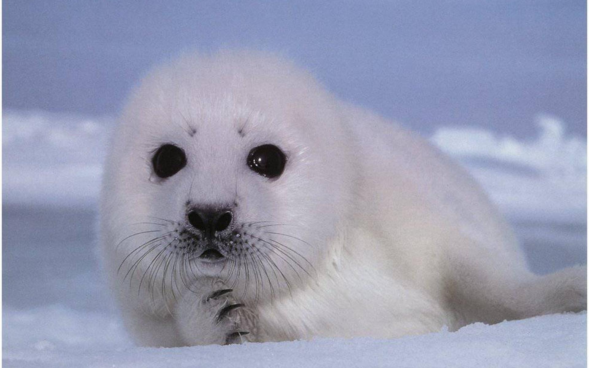 Best HD Baby Seal Wallpaper