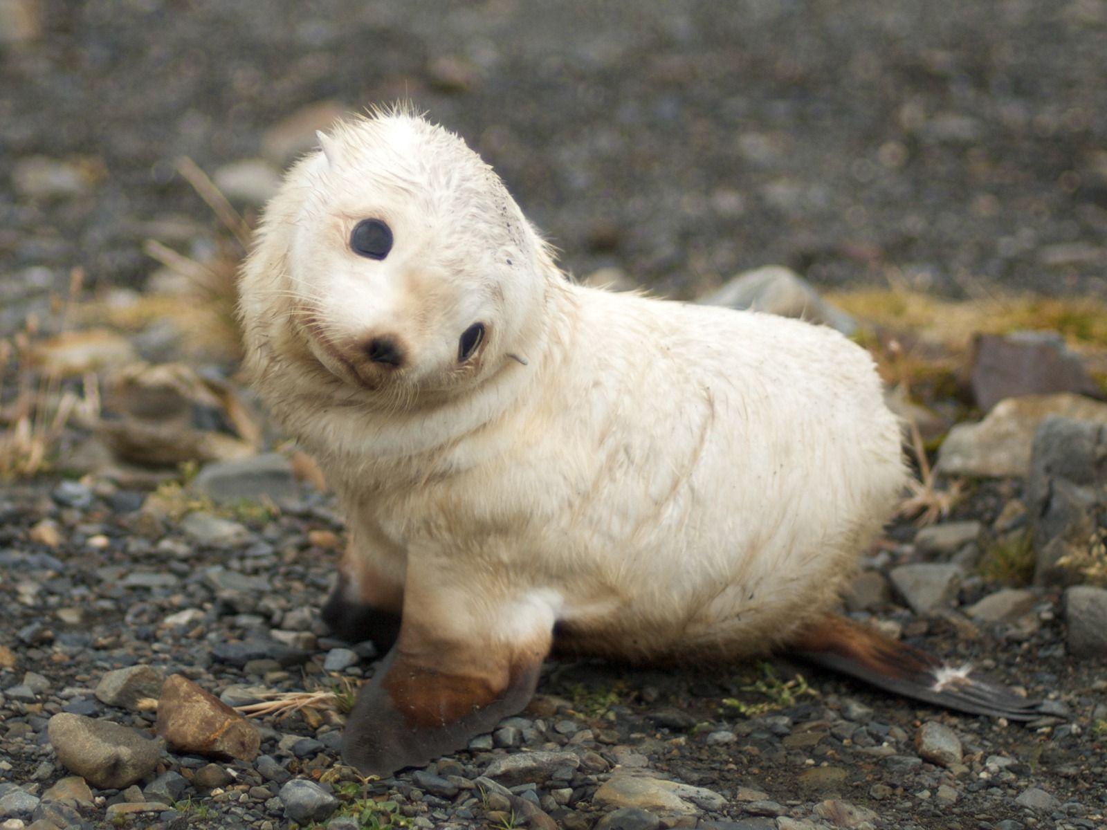 Baby Seal Wallpaper Seals Animals Wallpaper in jpg format