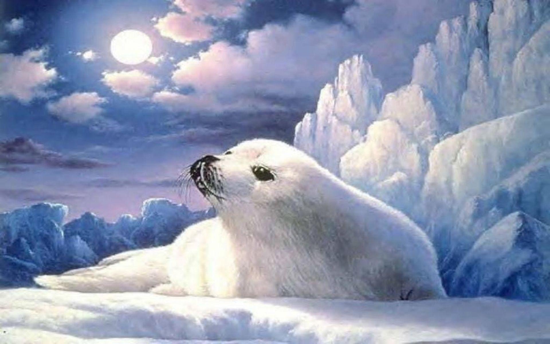 Cute Lonely Seal Ice Berg Moon wallpaper. Cute Lonely Seal Ice