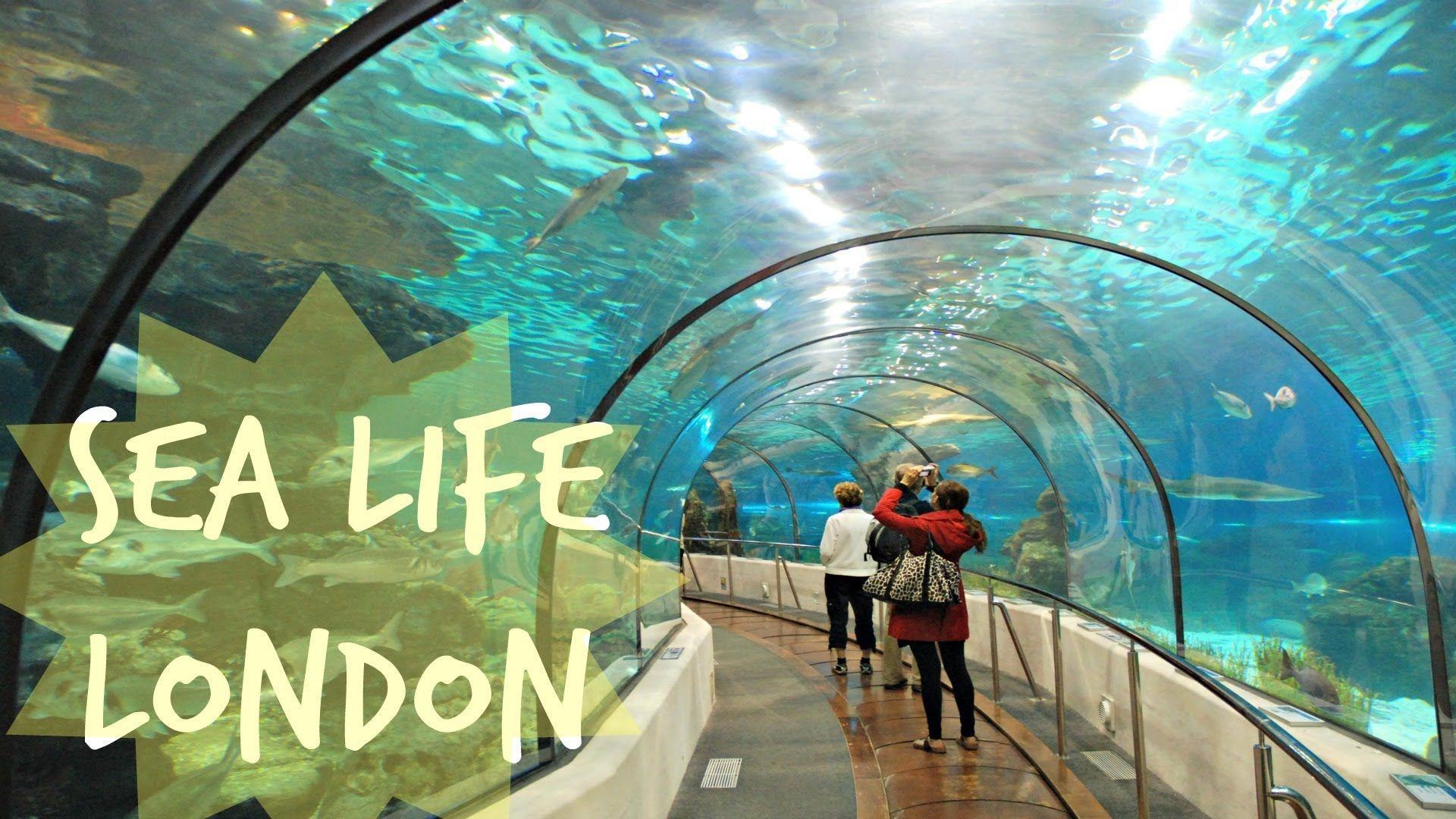 Come with me: Sea Life London
