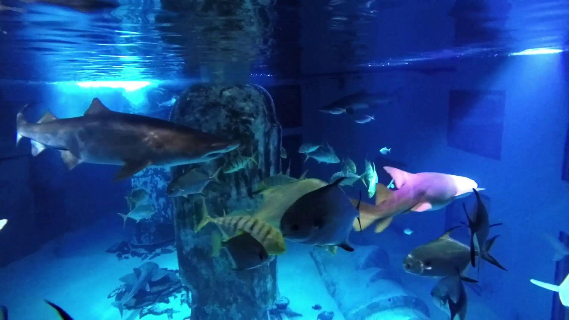 Snorkeling With Sharks Sealife London Aquarium + behind