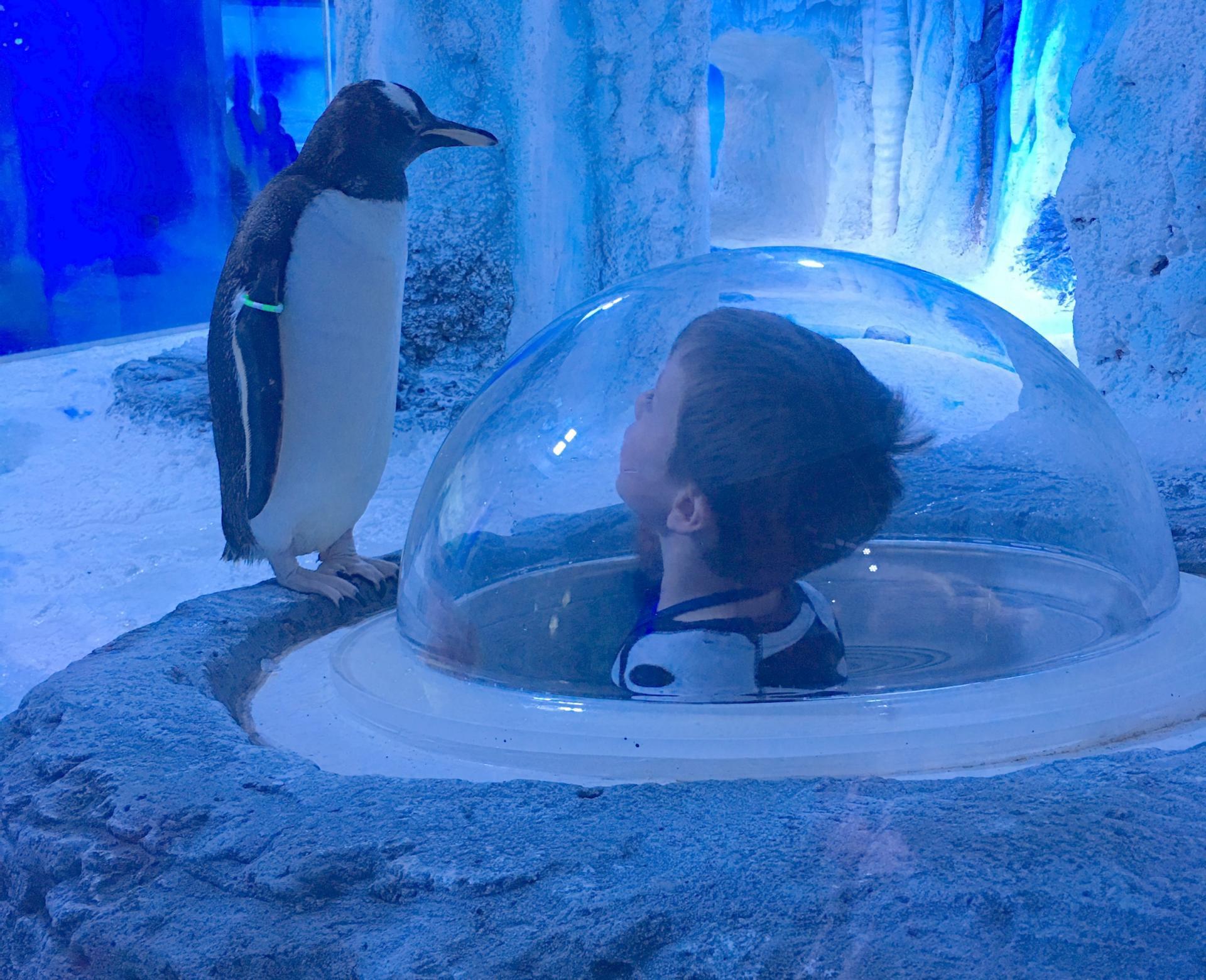 Kids: Breakfast with the Penguins And Sea Life London