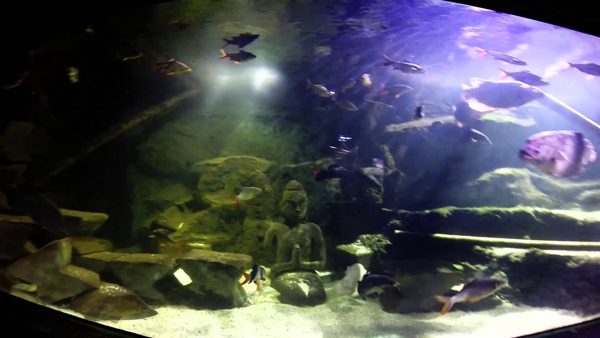 SEA LIFE London Aquarium /inside the water