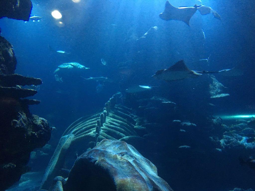 Sea Life London Aquarium Review