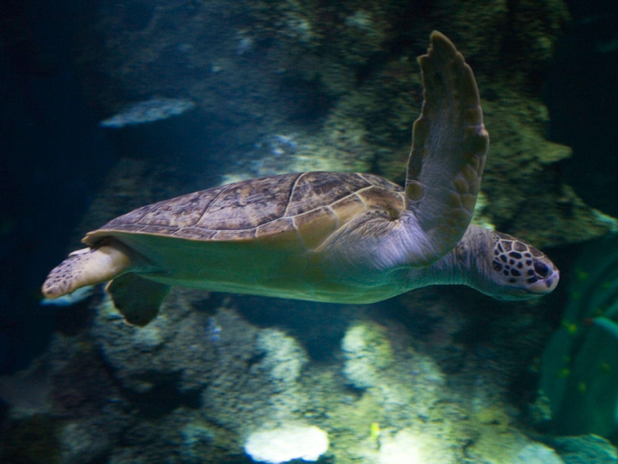 VIP Turtle Feeding Experience at Sea Life London Aquarium