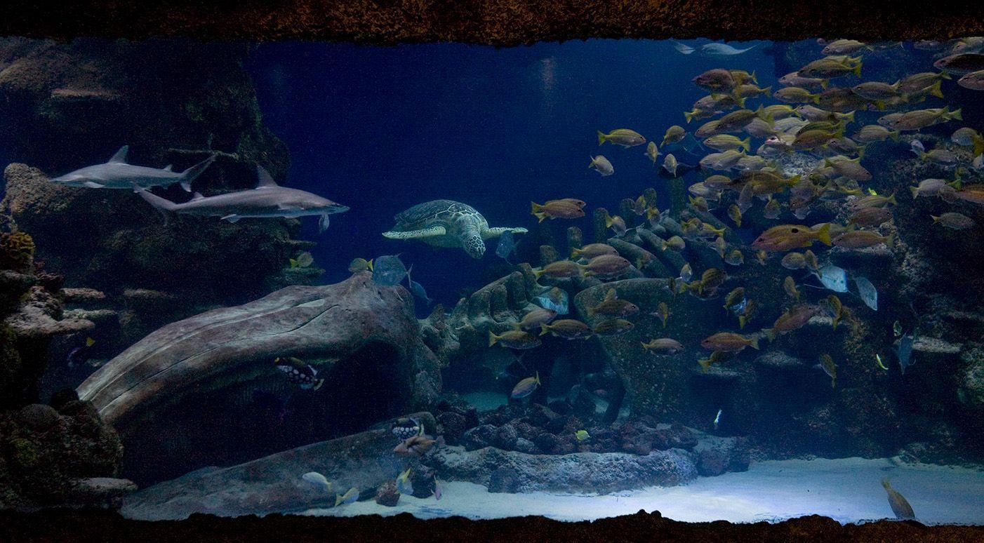 Lindon Aquarium Aquarium Fish Tank 2017