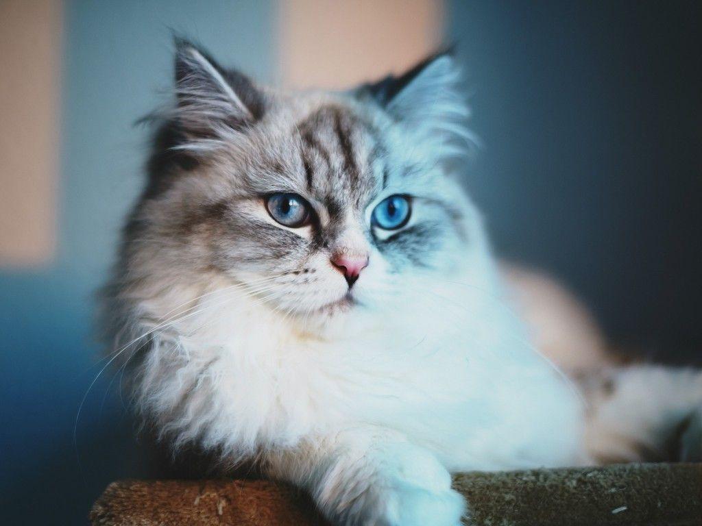 Blue cat meow wallpaper. PC