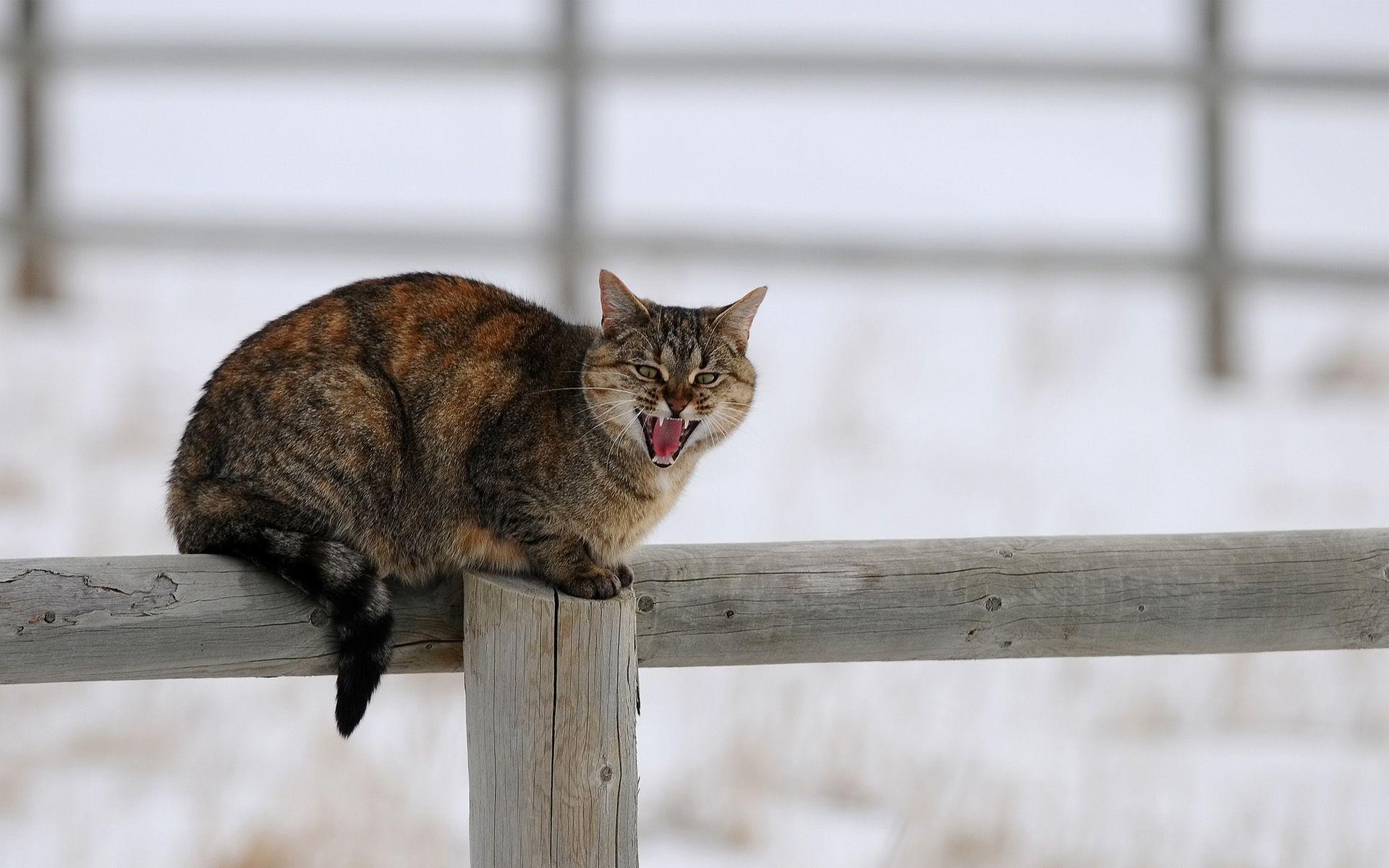 Angry cat on the fence says meow wallpaper and image