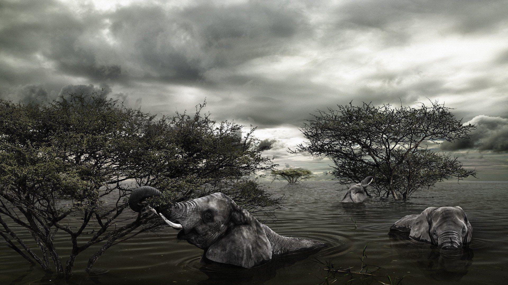 Trees animals flood elephants wallpaperx1080