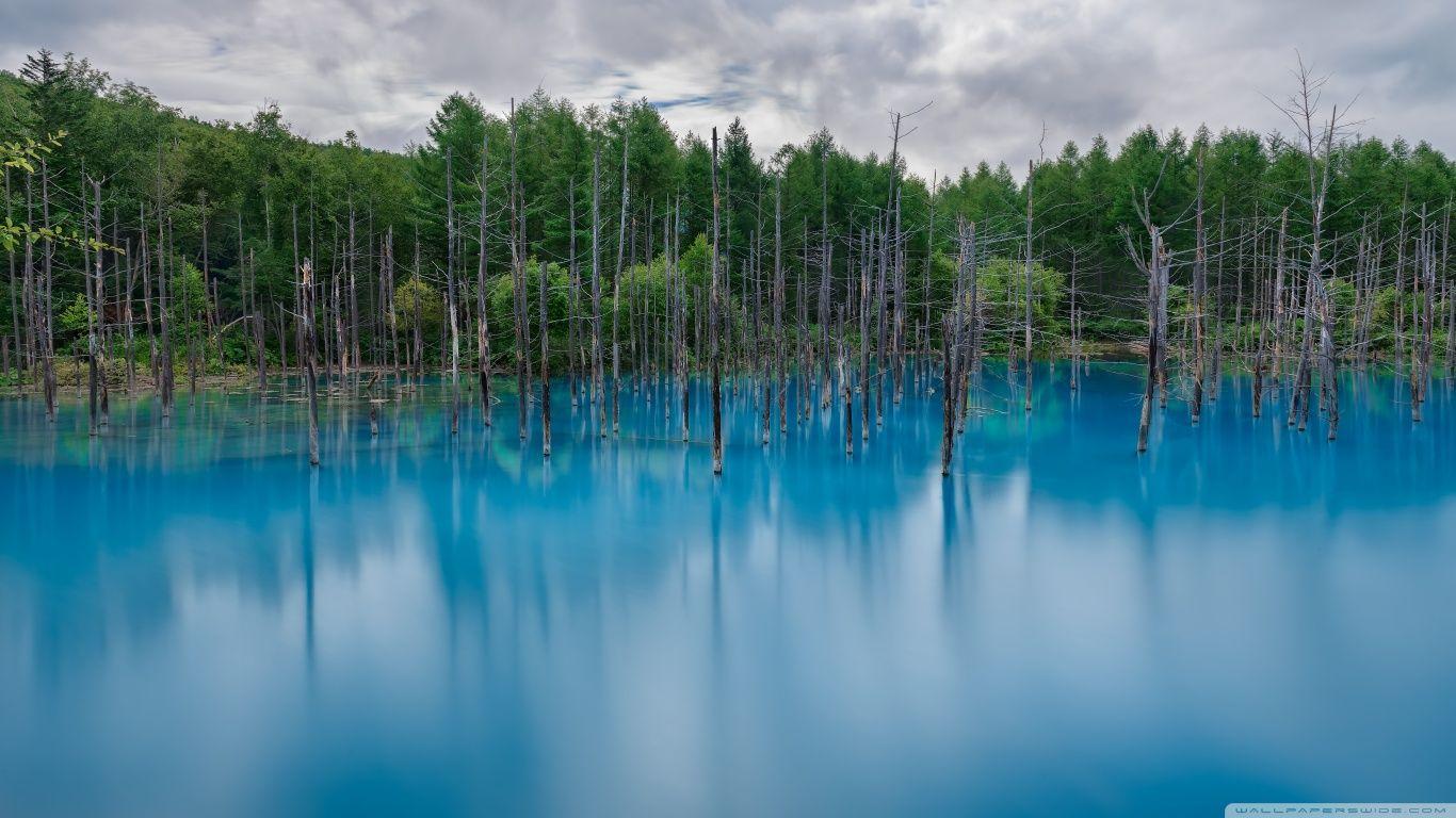 Flooded Forest HD desktop wallpaper, Widescreen, High Definition