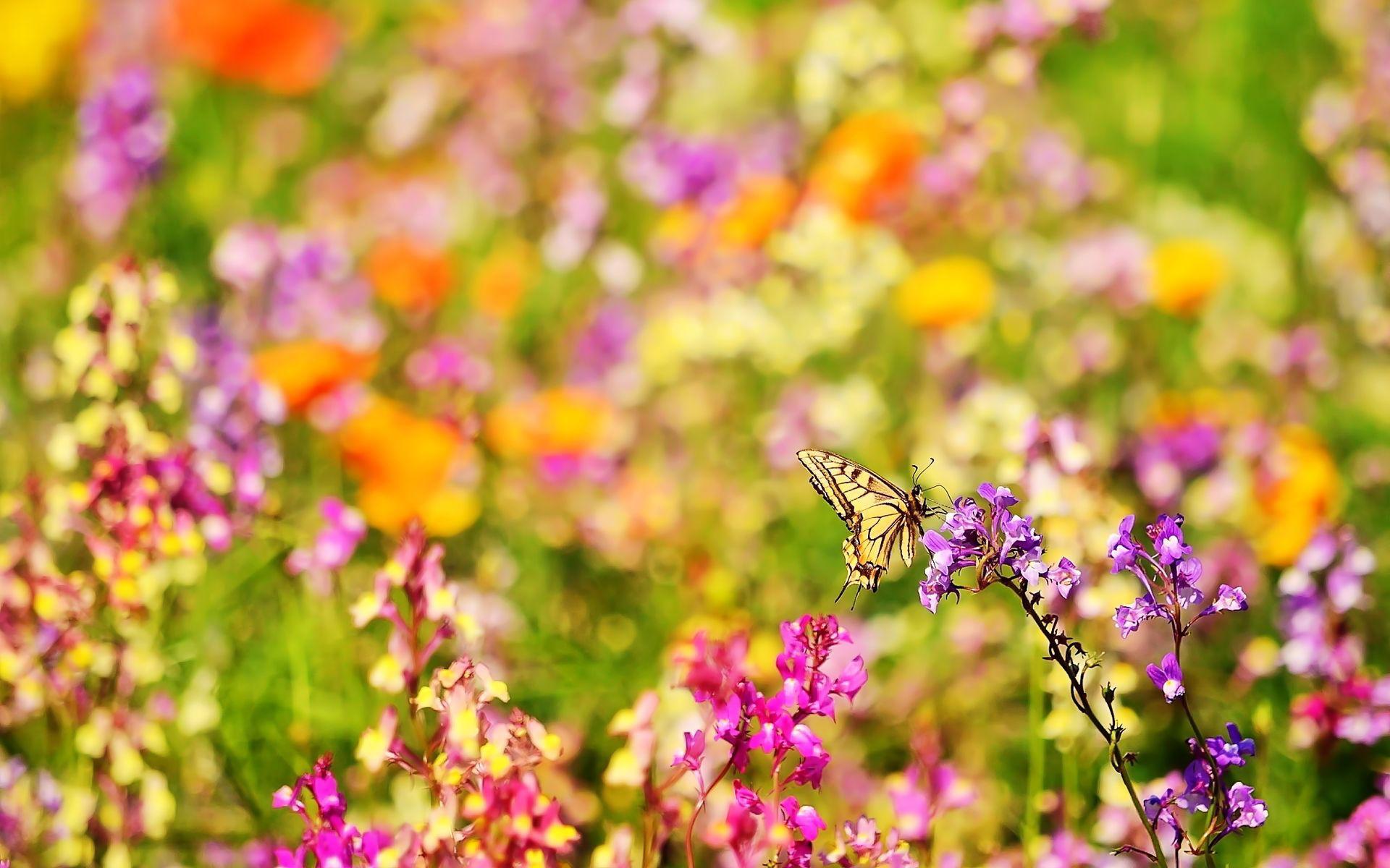 butterflies and flowers. Butterfly flowers Wallpaper Picture