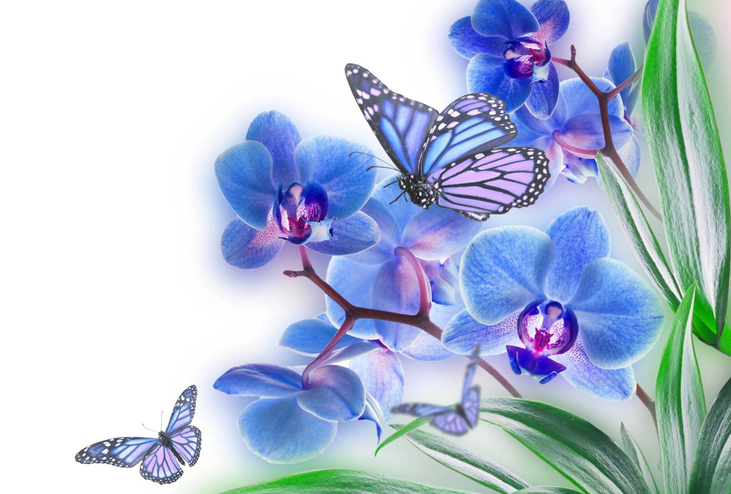 image Of Flowers And Butterflies