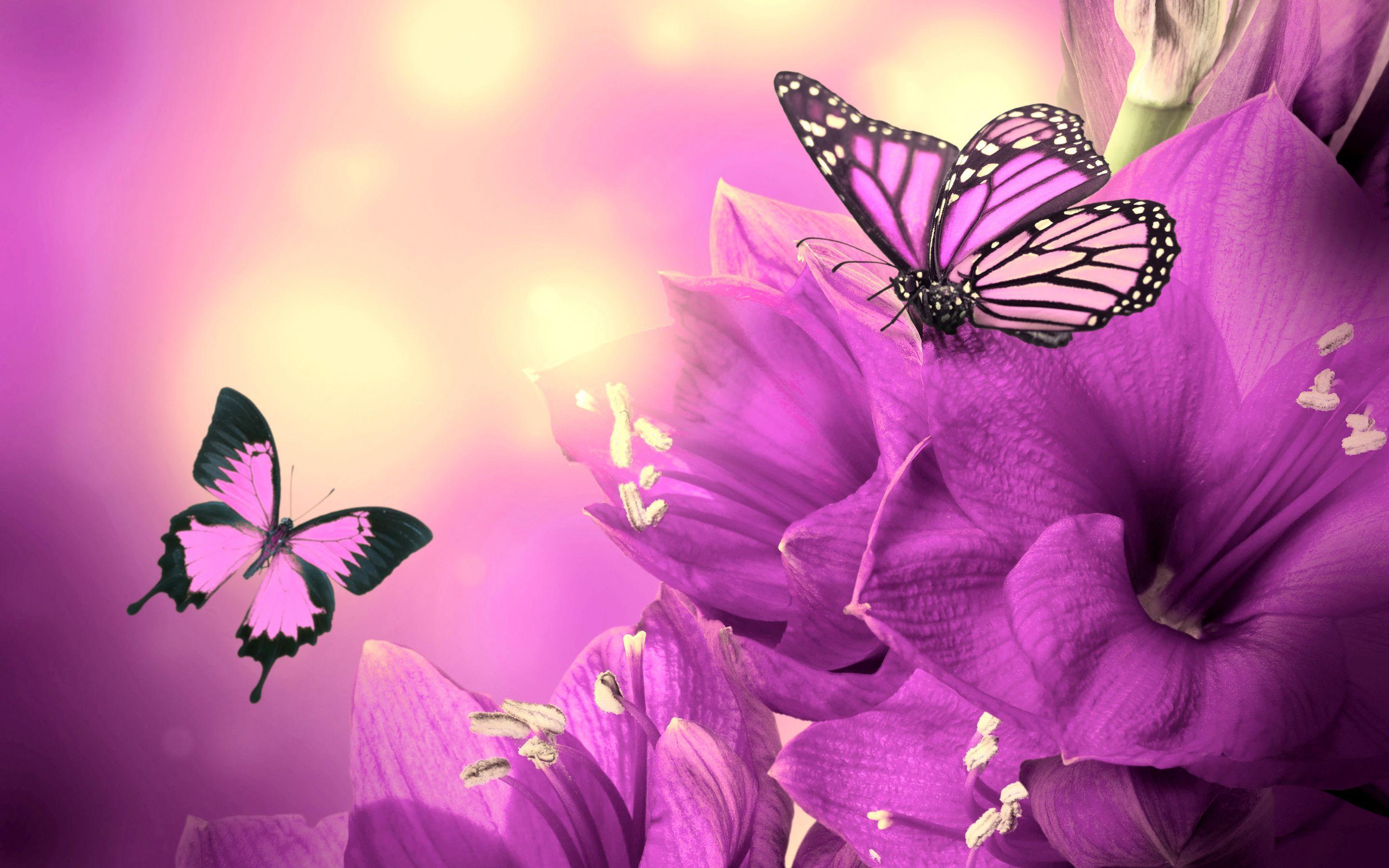 Animal Wallpaper: Pink Butterfly On Flower Wallpaper Wide Very
