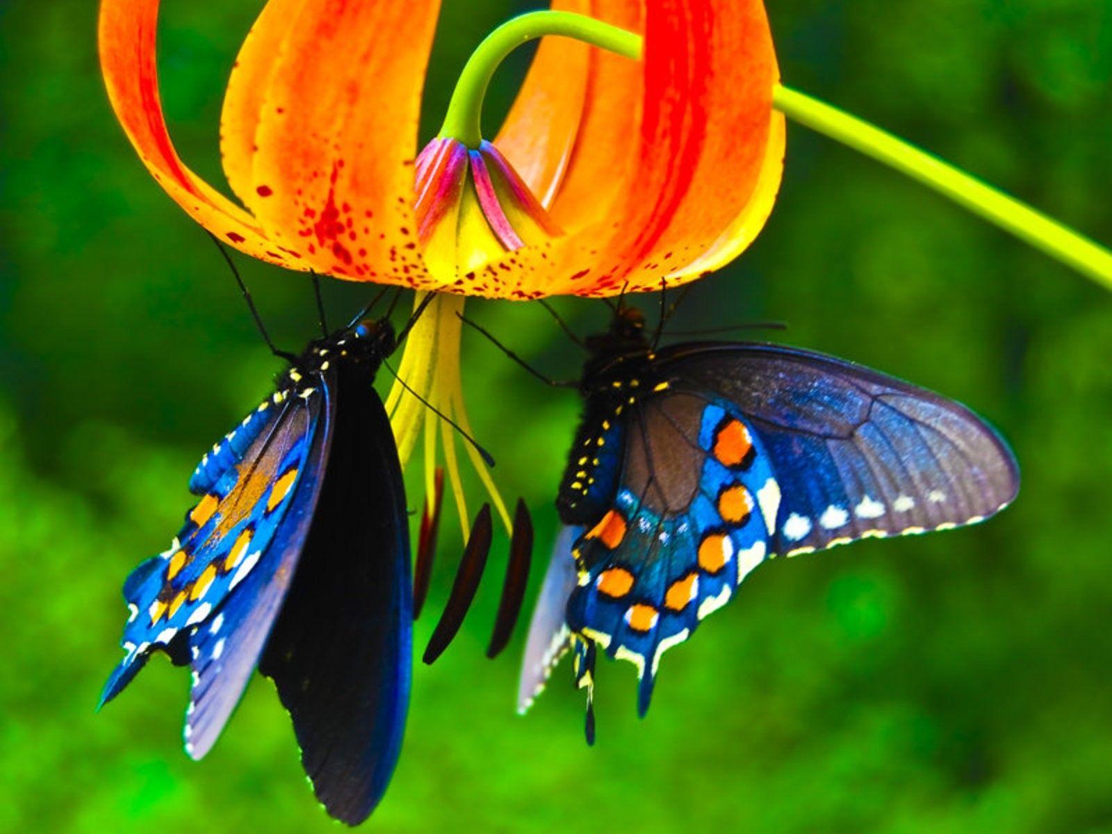 Butterfly With Flowers Wallpaper