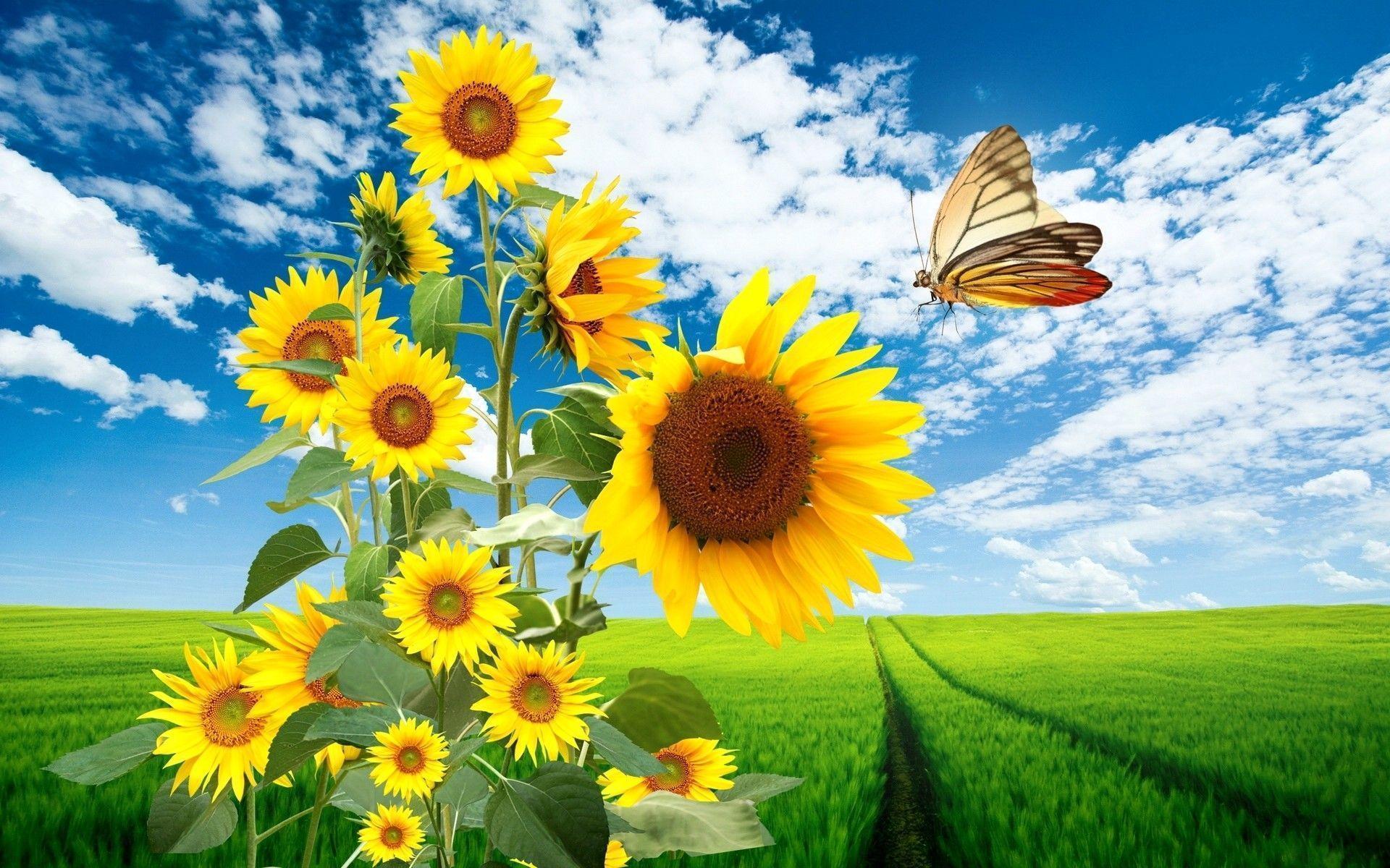 awesome, Nature, High Definition, Fresh, sunflower, butterfly