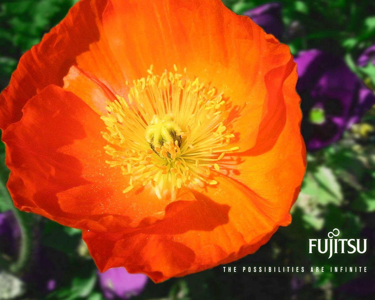 Fujitsu flower wallpaper. Fujitsu flower