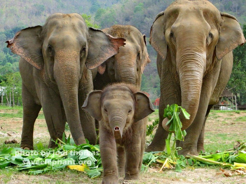Baby elephant Navann leads the herd at Save Elephant Foundation's