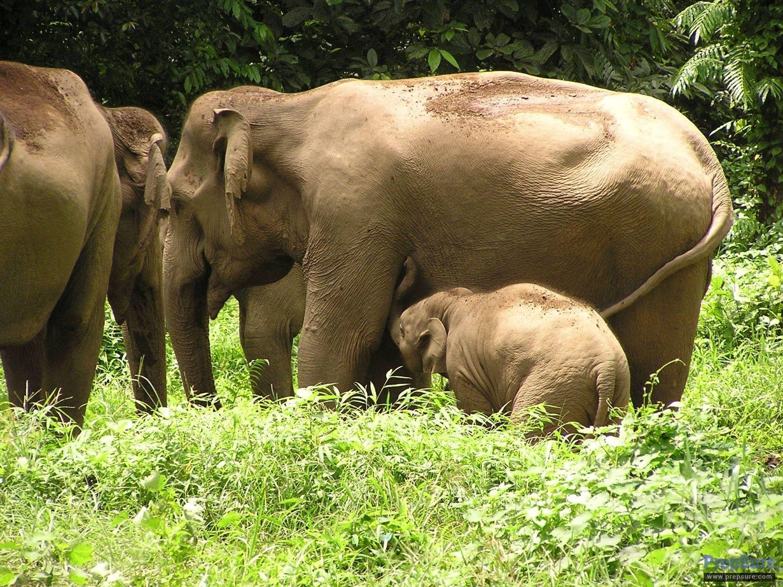 World Elephant Day, August 12+