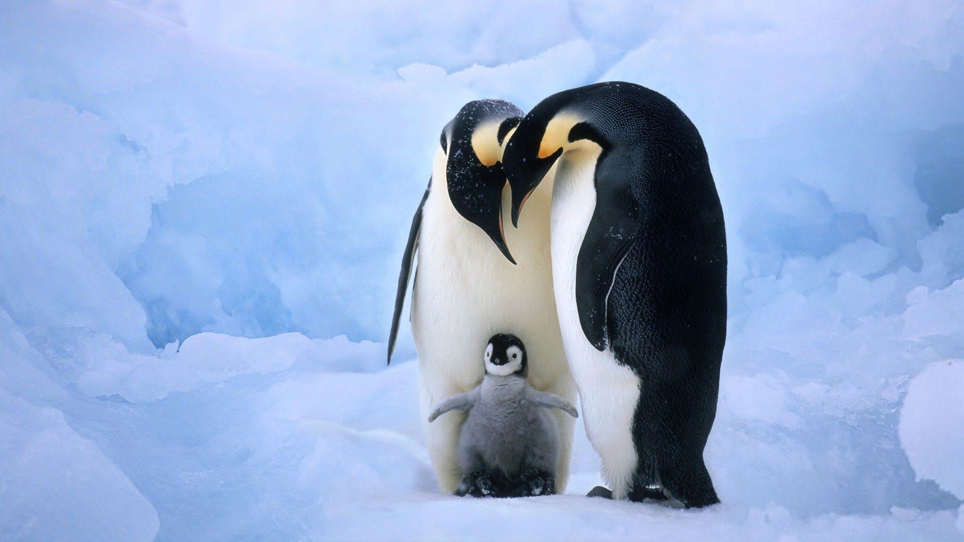 Baby penguin with parents wallpaper download. Wallpaper