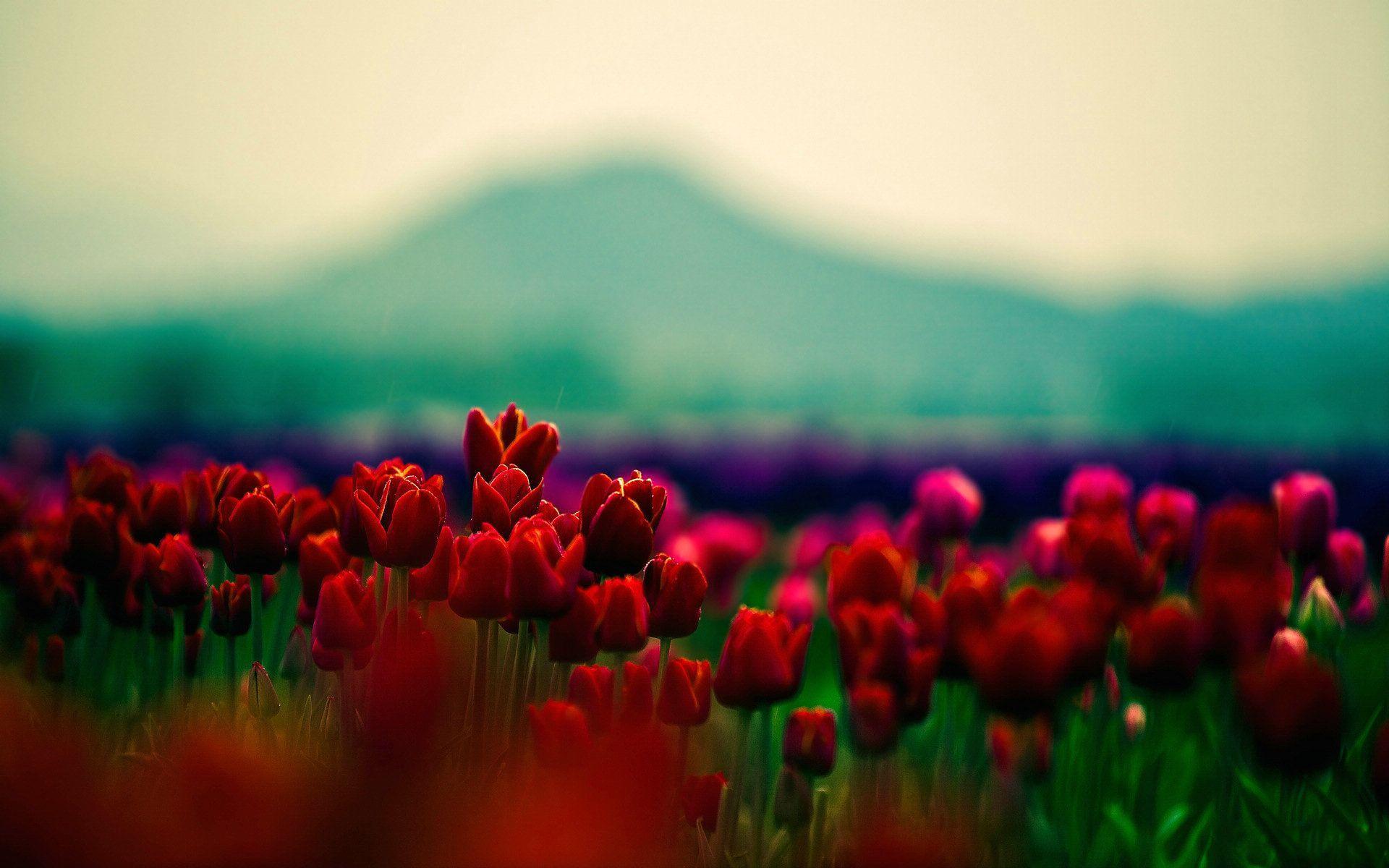 Flowers Tulip Field 2560x1600px ≡ HDQ Cover Wallpaper