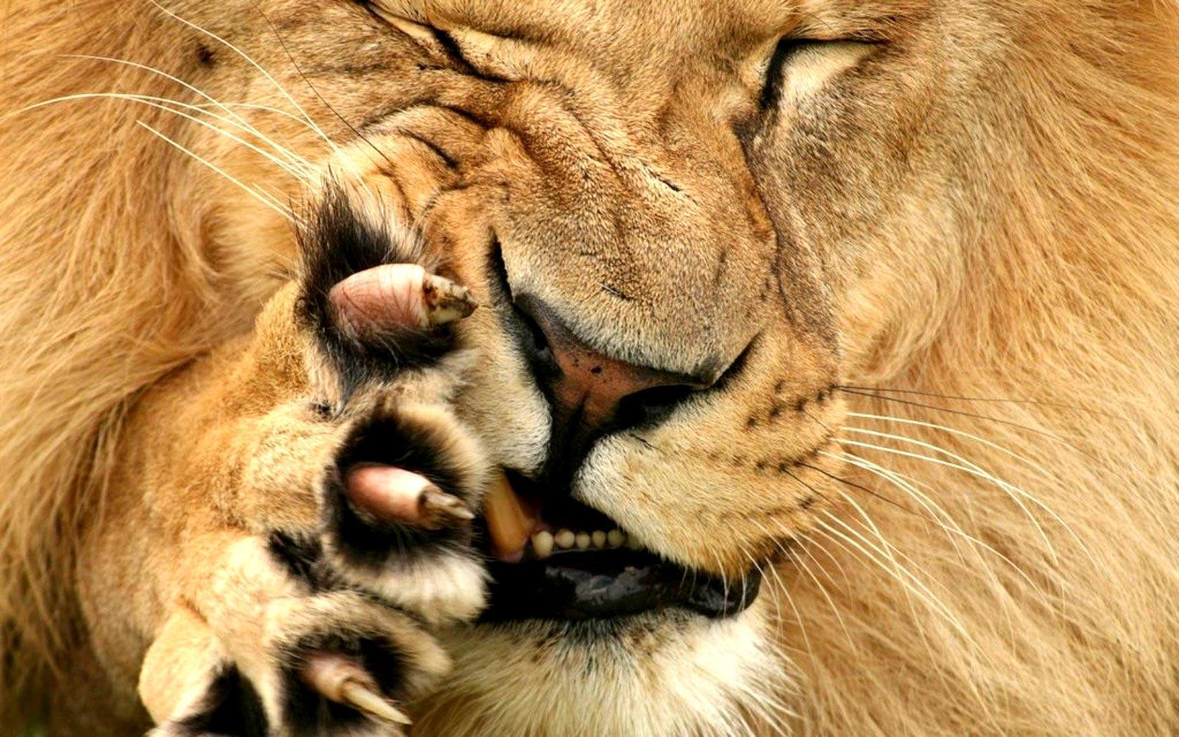 Lion Claws wallpaper