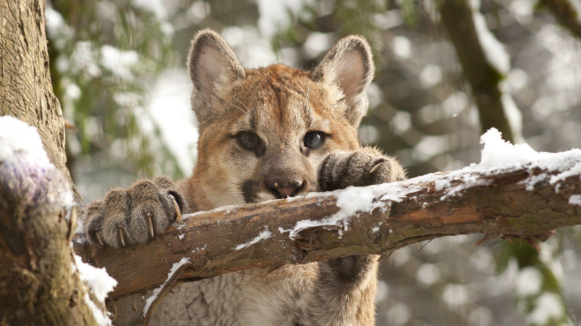 puma mountain lion cougar cat face branch view snow claws HD wallpaper