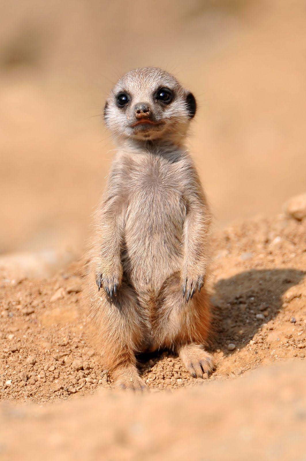 Cute Baby Meerkats