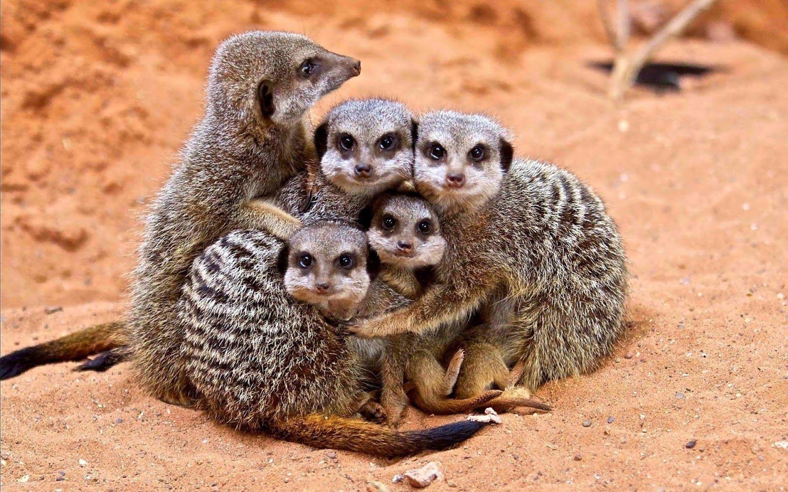 Free Meerkat Wallpaper for Android