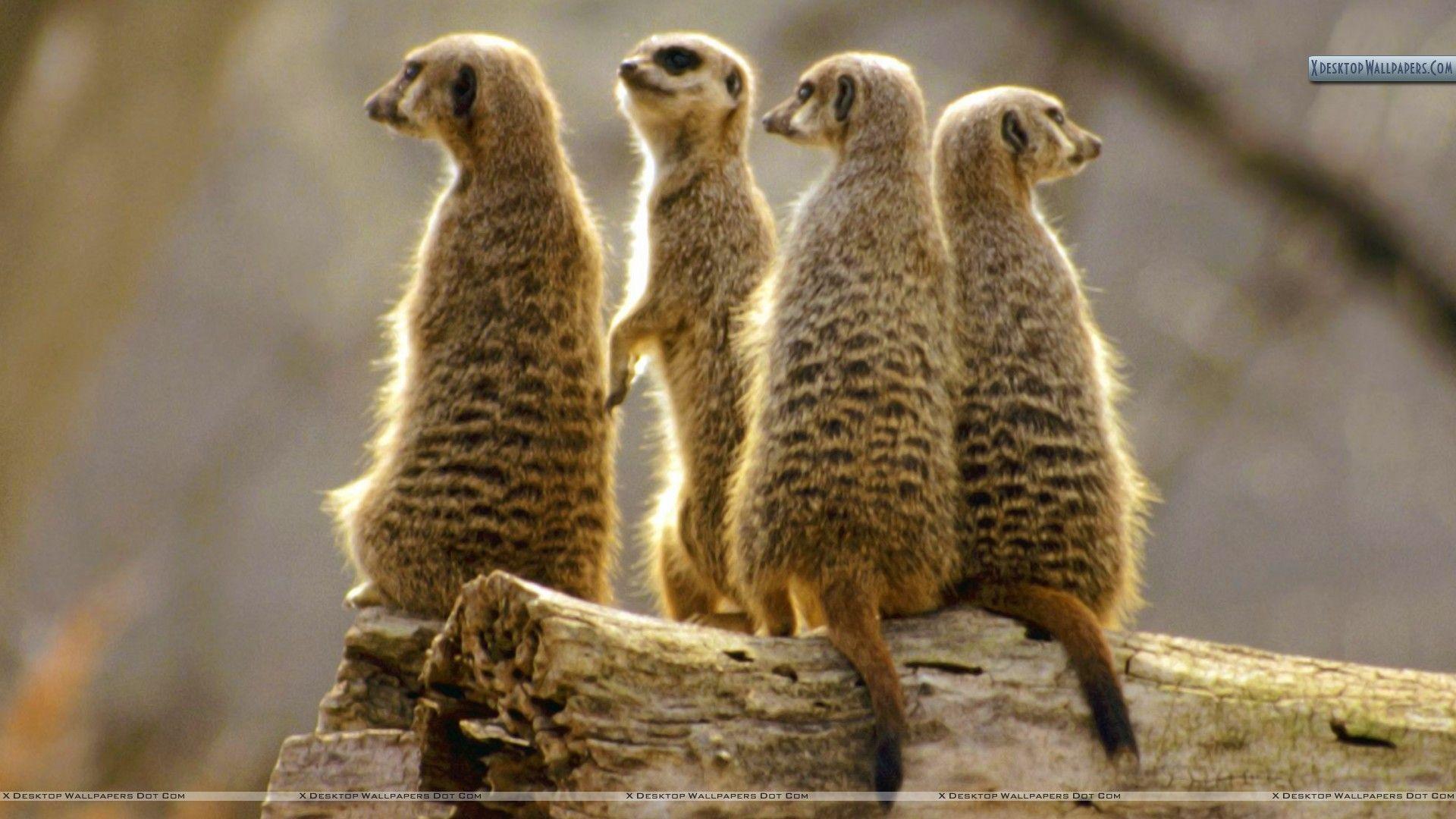 Four Meerkats Wallpaper