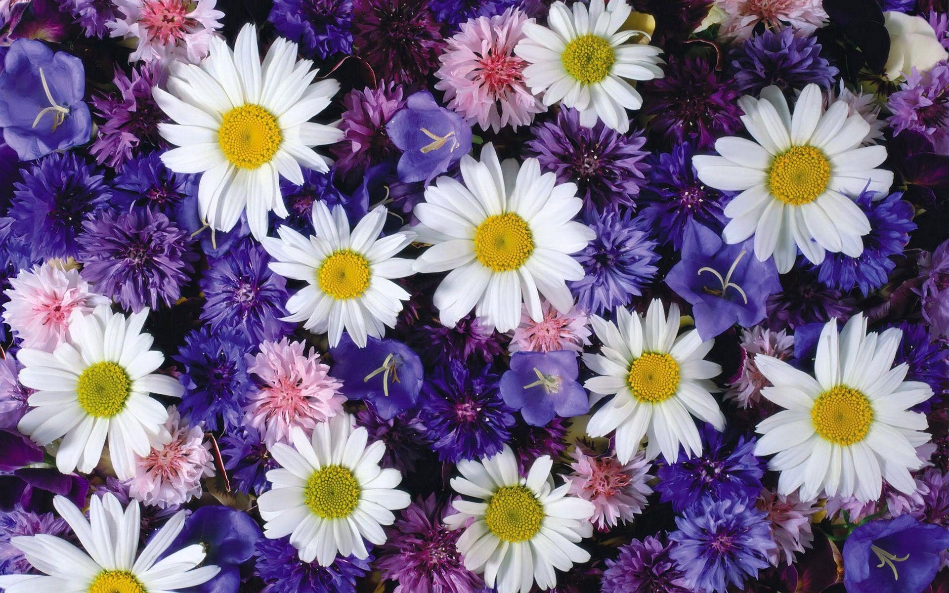 HD Blumen Wallpaper and Photo. HD Flowers Wallpaper