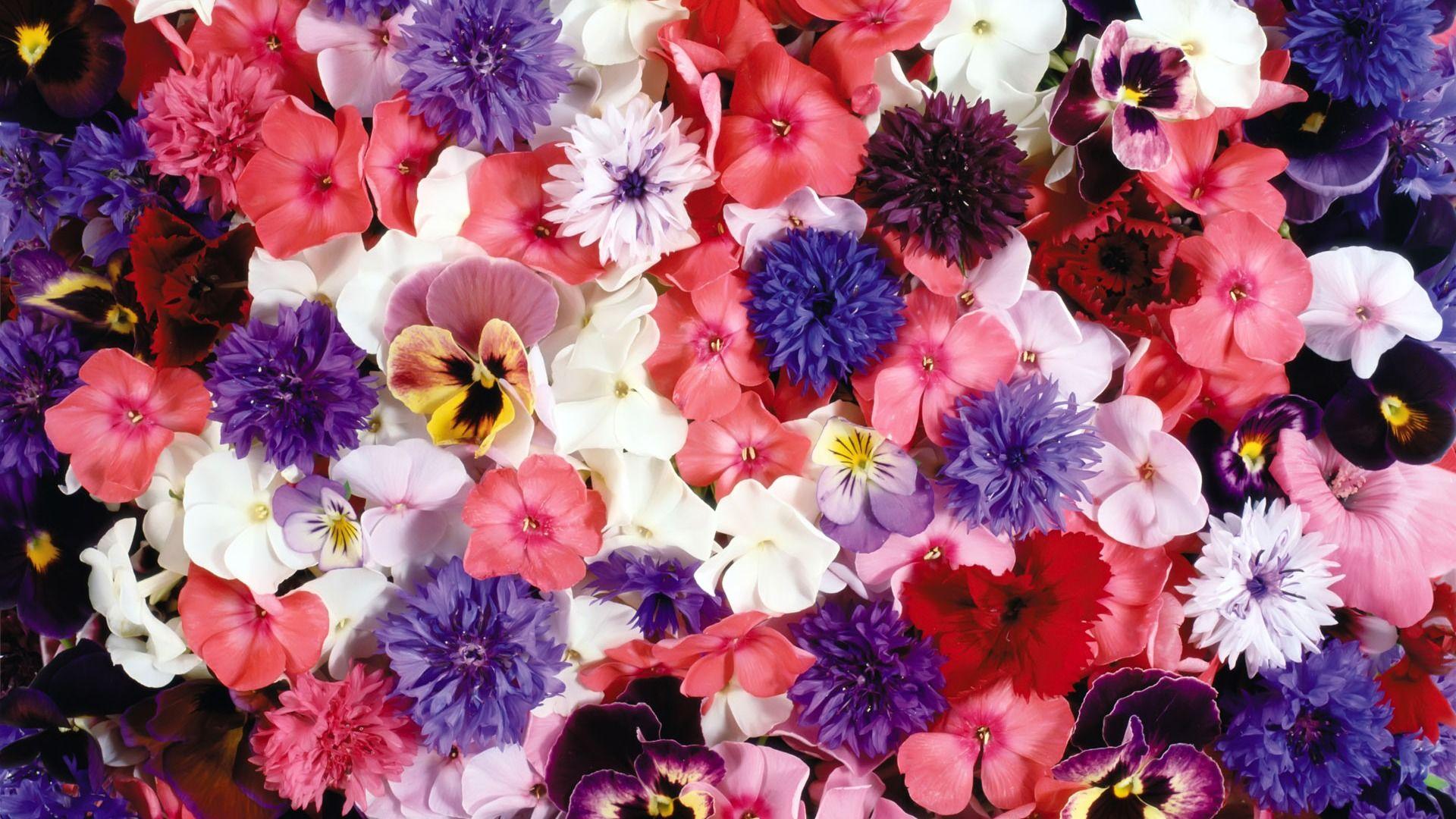 Umgeben von herrlichen Blumen Wallpaper Wallpaper