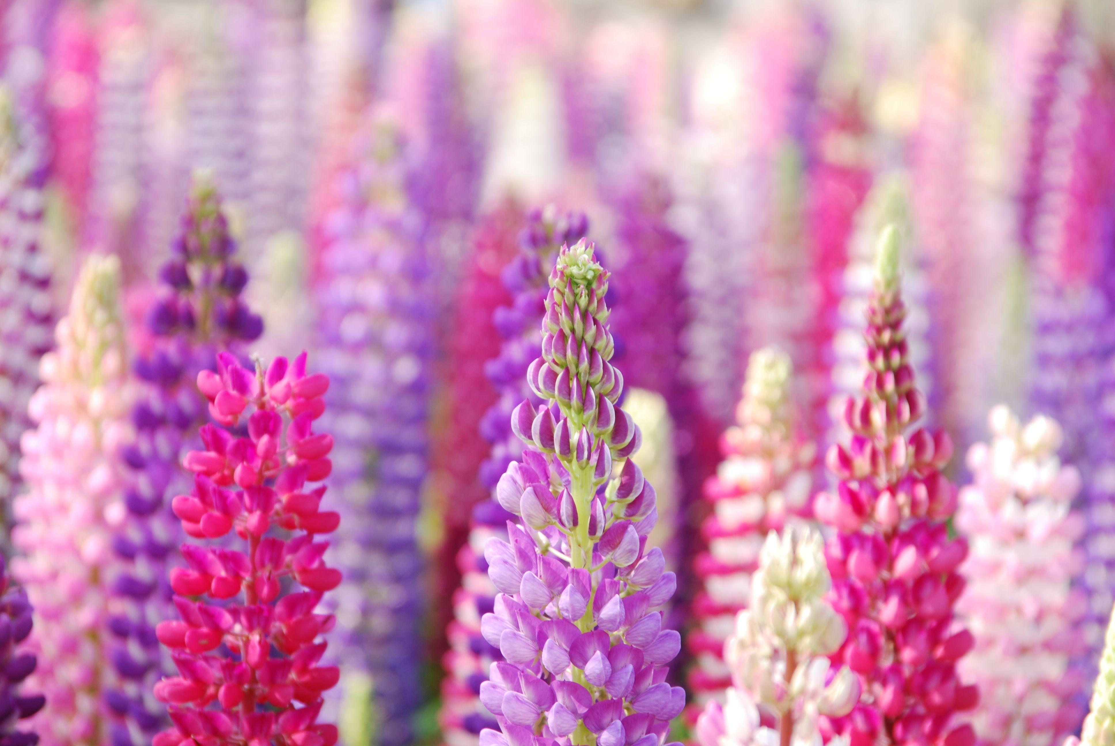 Lupine HD Wallpaper and Background Image