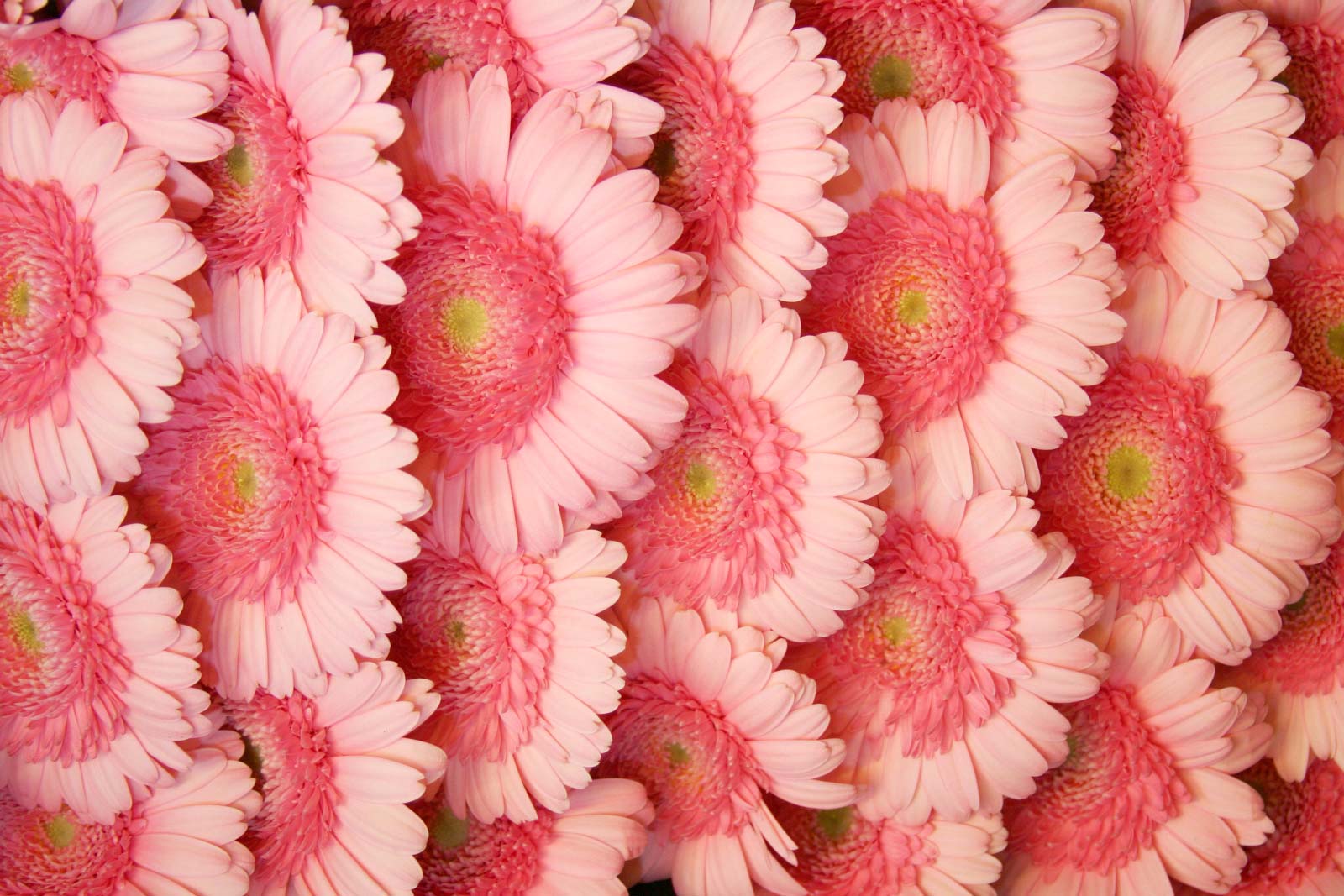 HD Blumen Wallpaper and Photo. HD Flowers Wallpaper