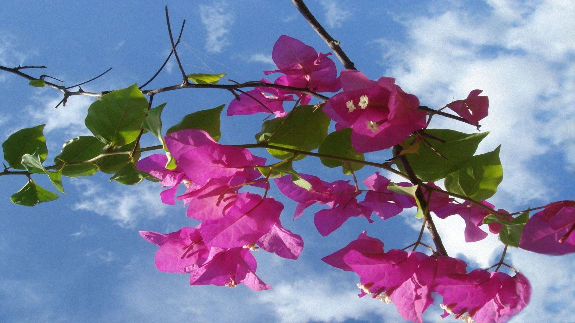 Widescreen Wallpaper 1920x1080 Frühling Blumen