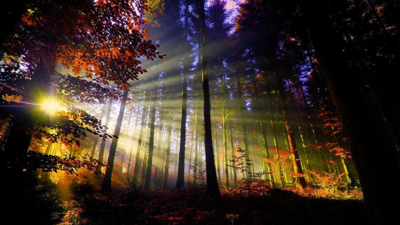 Sunset in the Forest. Amazing photo. Best