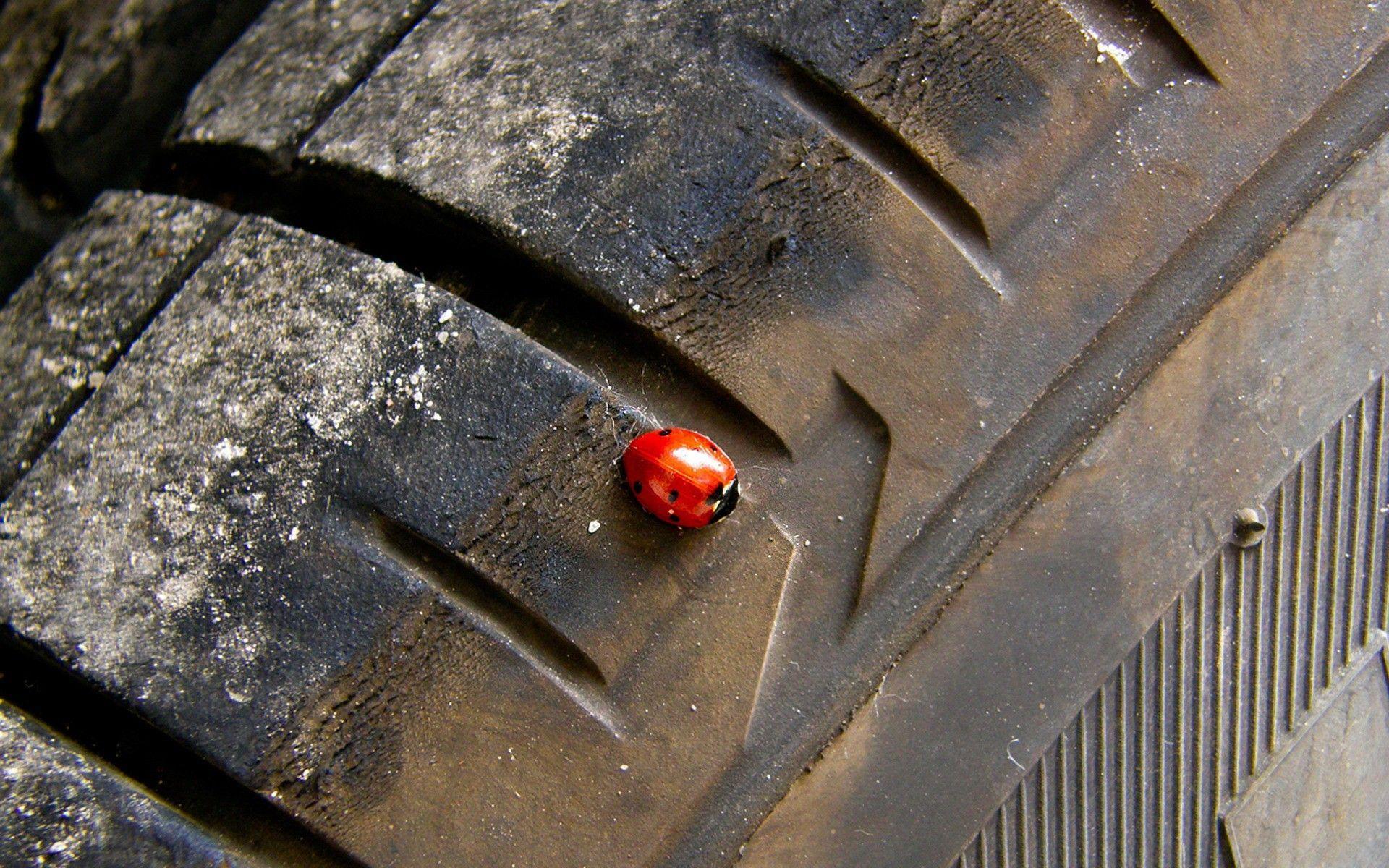 Download the Lady Bug Tire Wallpaper, Lady Bug Tire iPhone