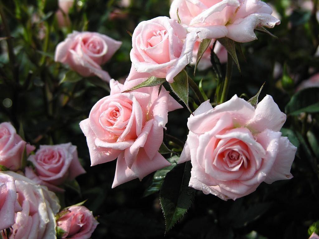 Какой цвет у чайной розы фото