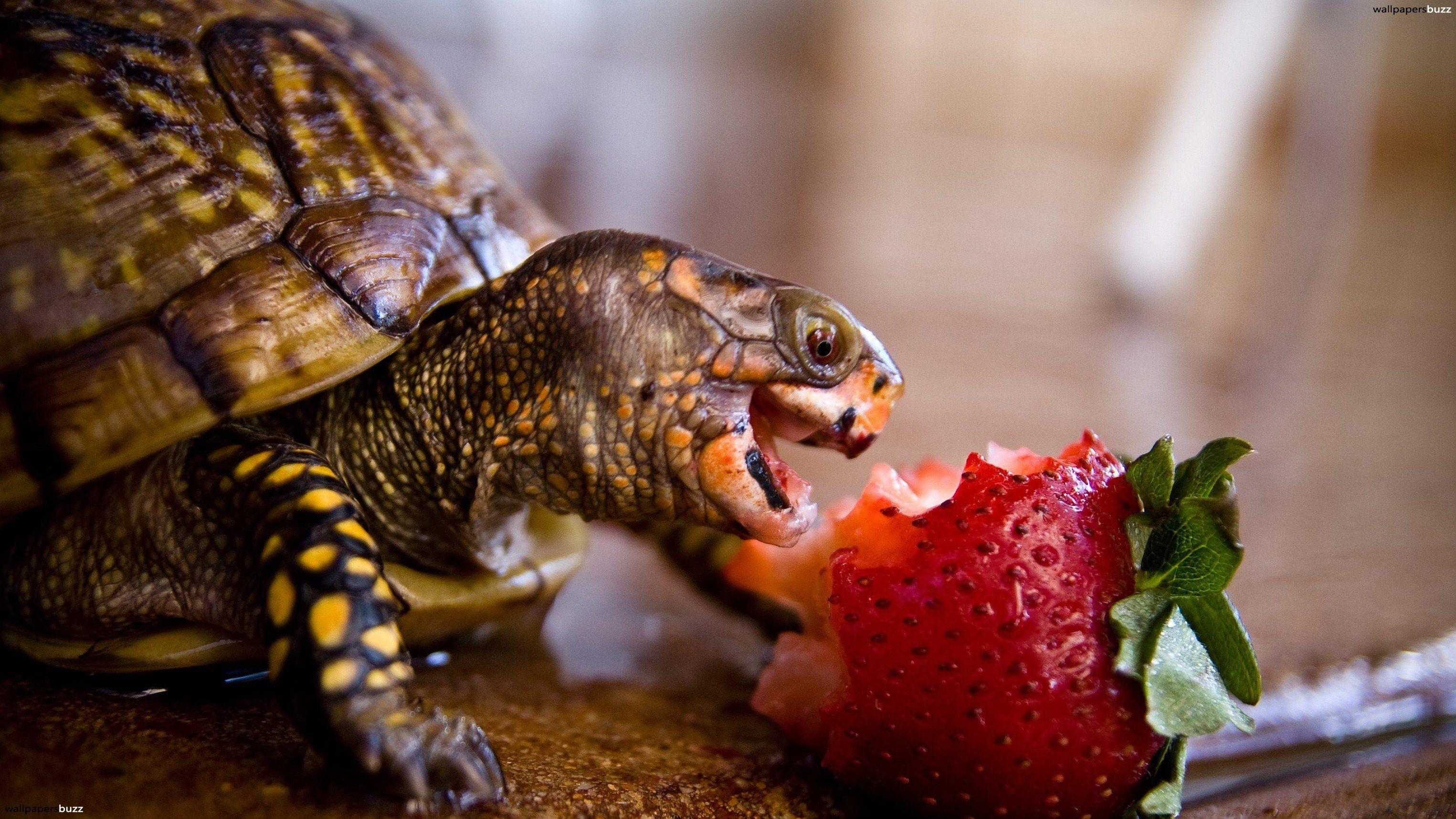 A turtle eating strawberry HD Wallpaper