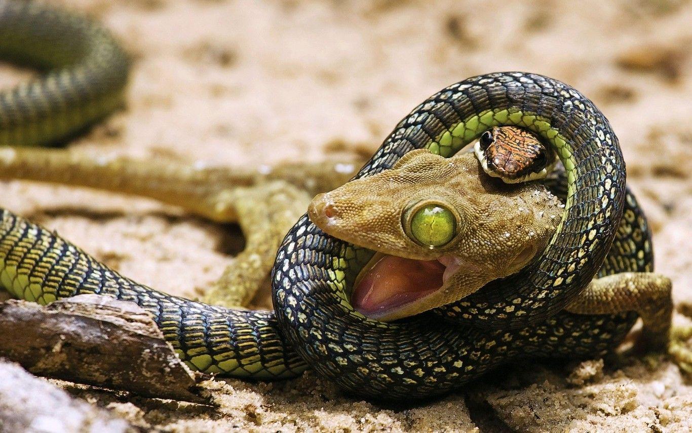 HD Snake Eating Lizard Desktop Wallpaper