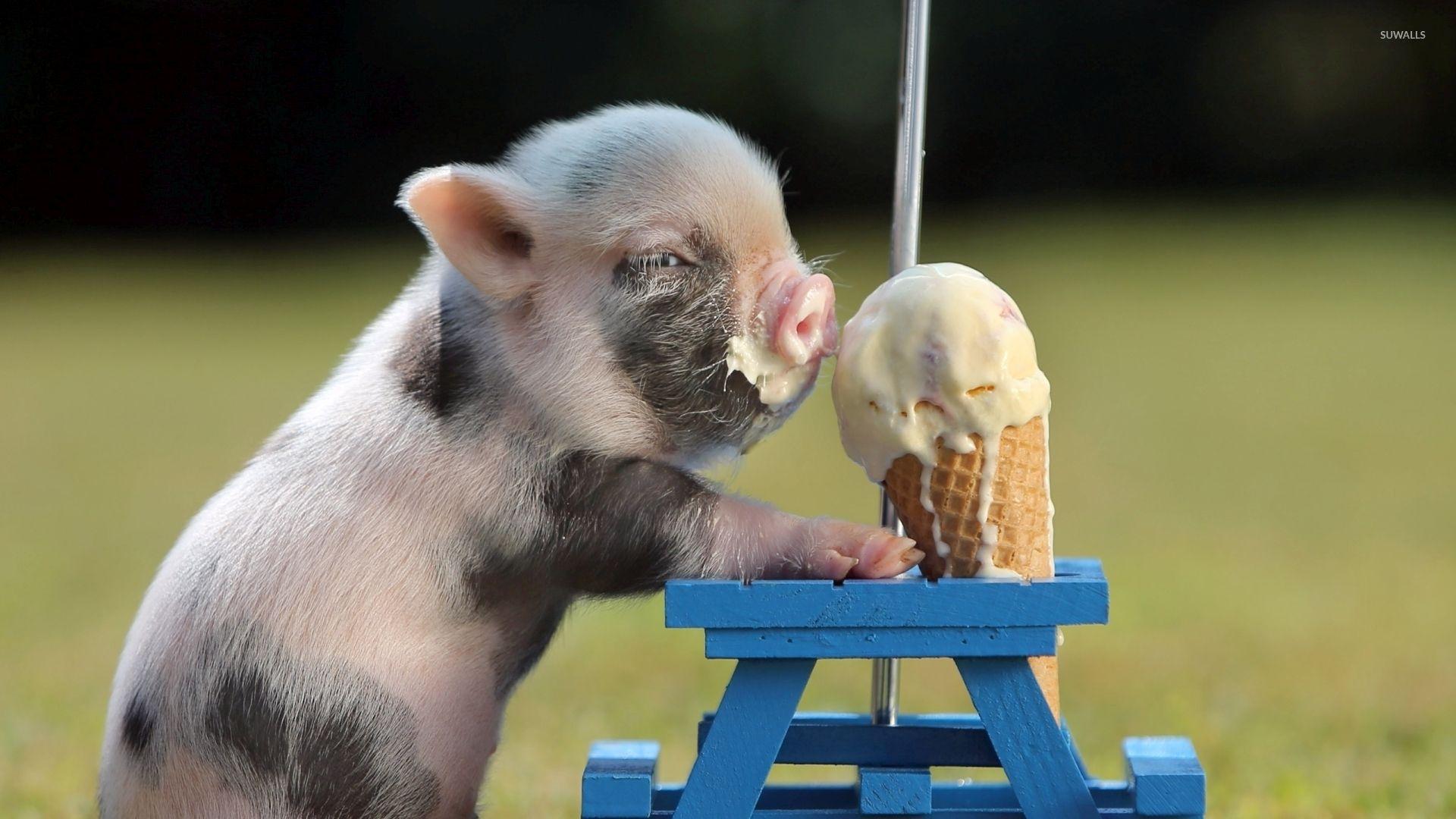 Piglet eating ice cream wallpaper wallpaper