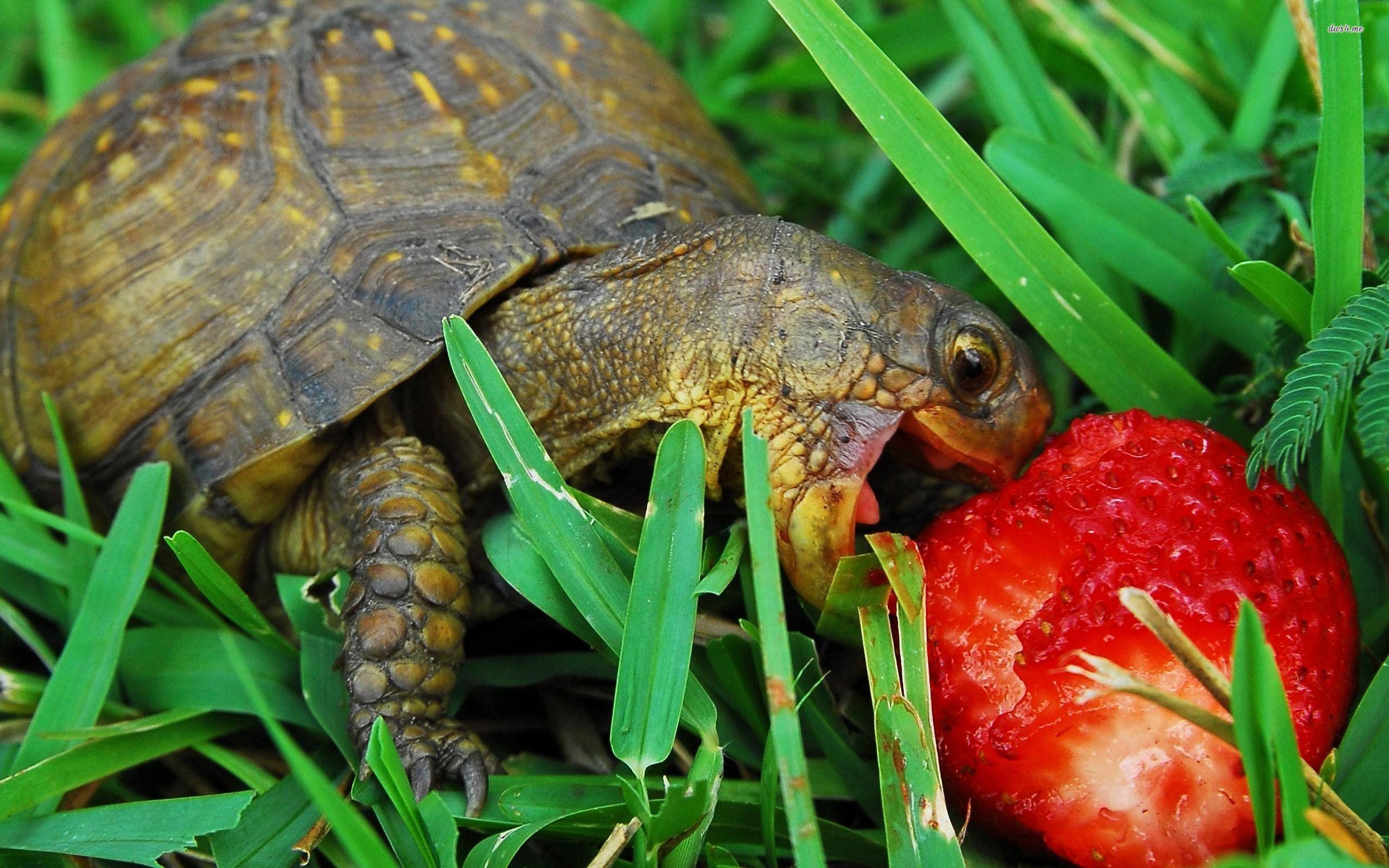 Turtle Eating A Strawberry Wallpaper 900241