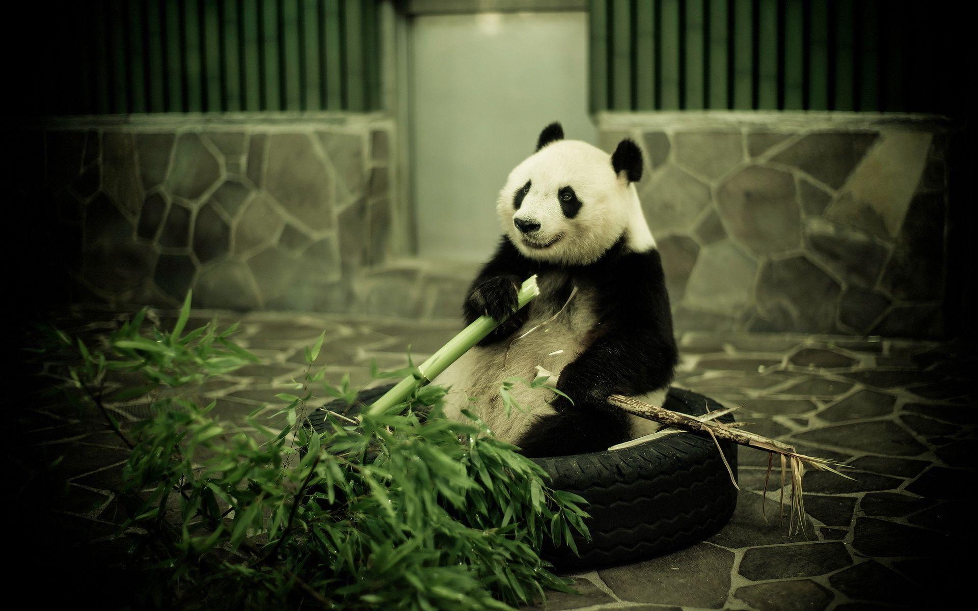Panda eat bamboo Wallpaper