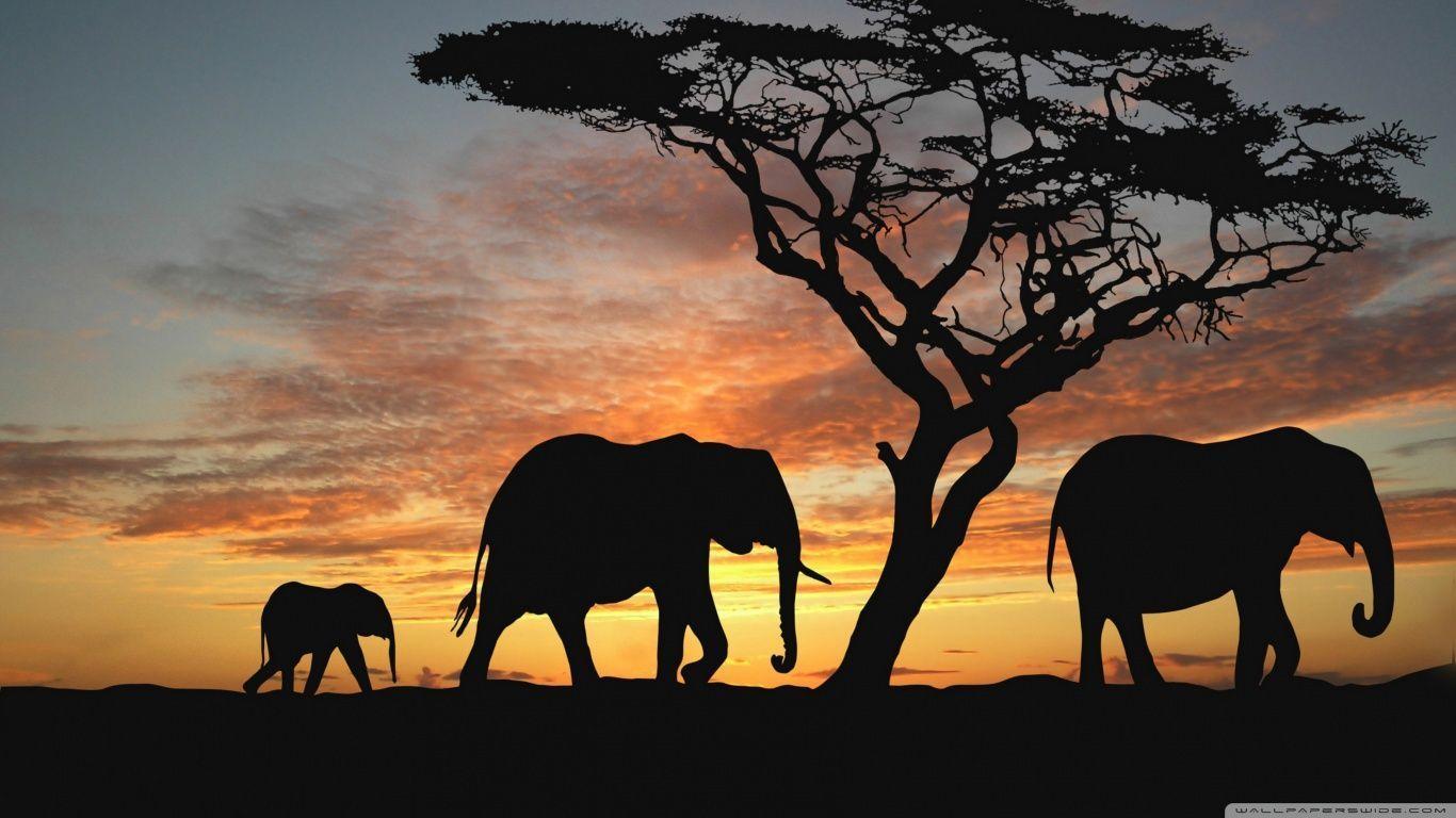 Savannah Elephants HD desktop wallpaper, High Definition