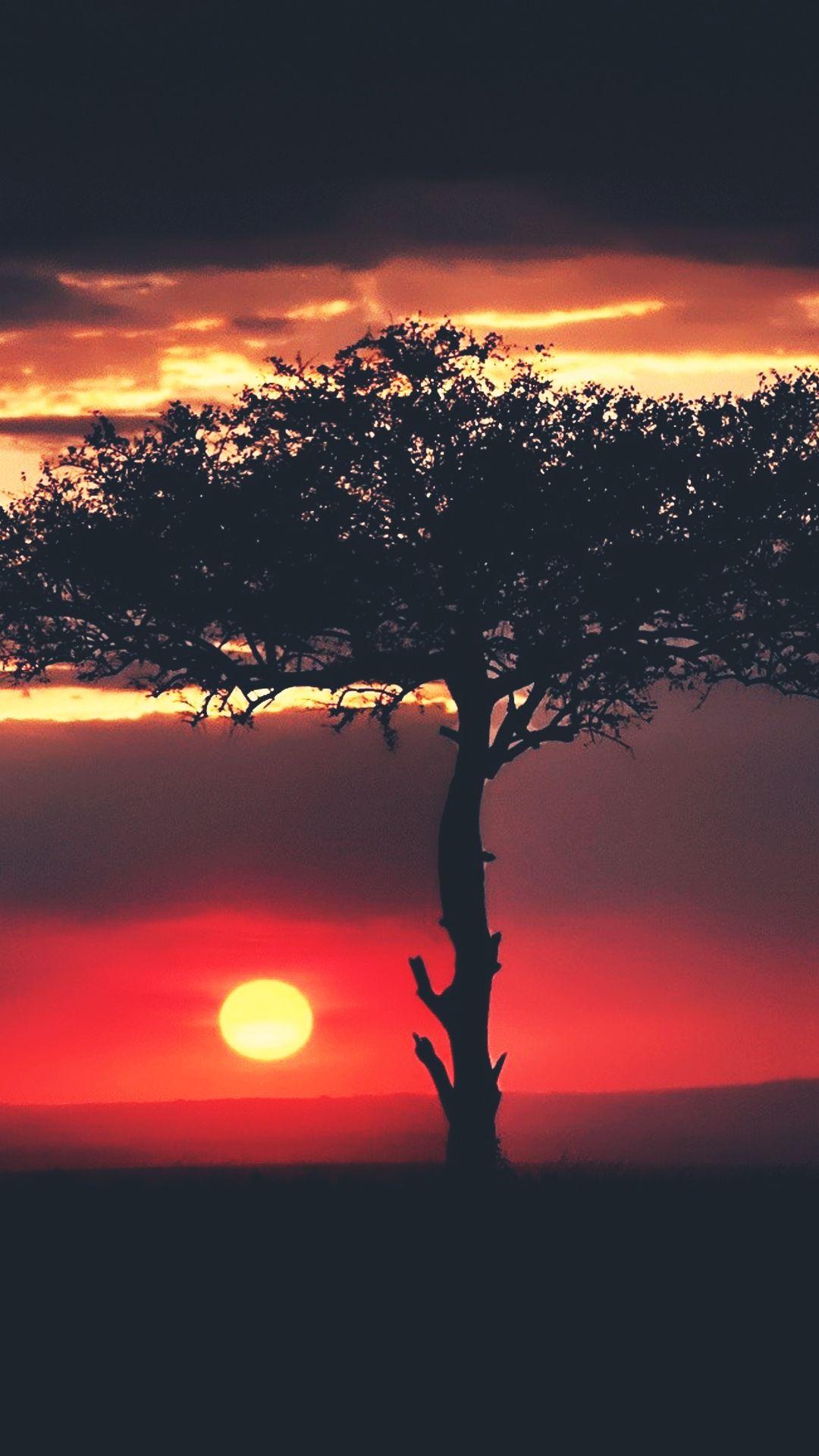 Sunset African Tree Savannah HD Wallpaper