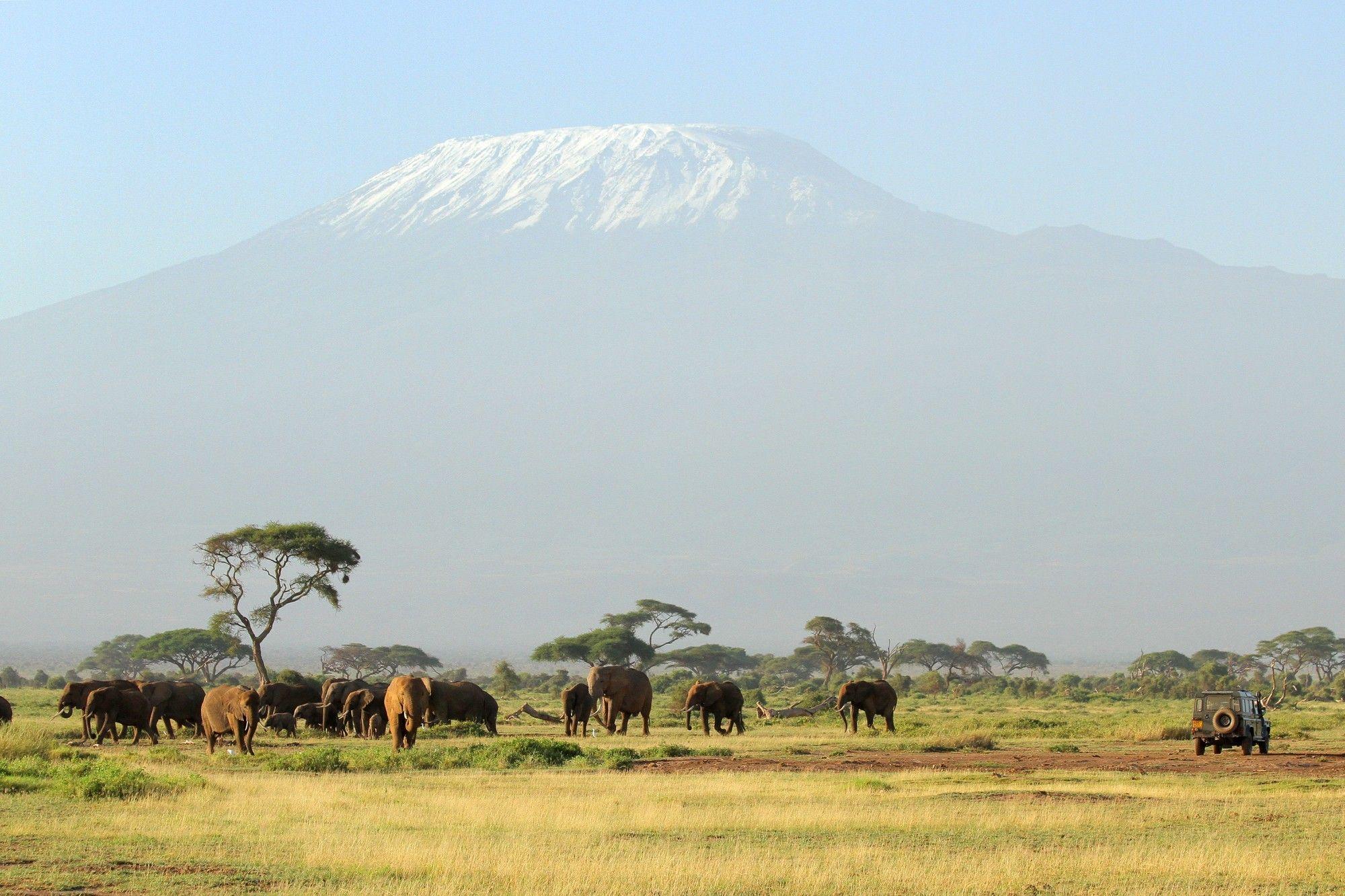 Trees animals elephants africa blue skies savannah wallpaper